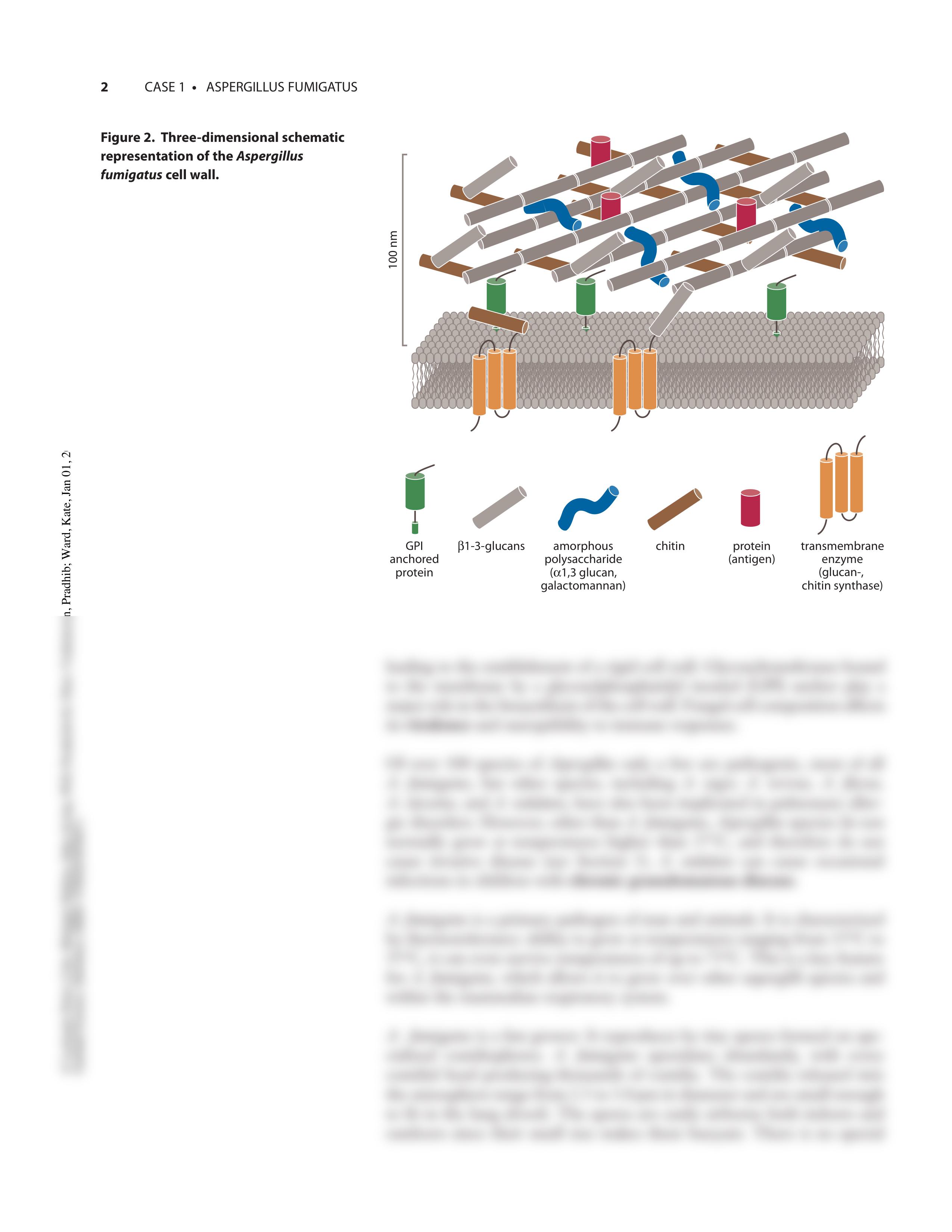 Case1-Aspergillus_d87h23nr1z8_page2