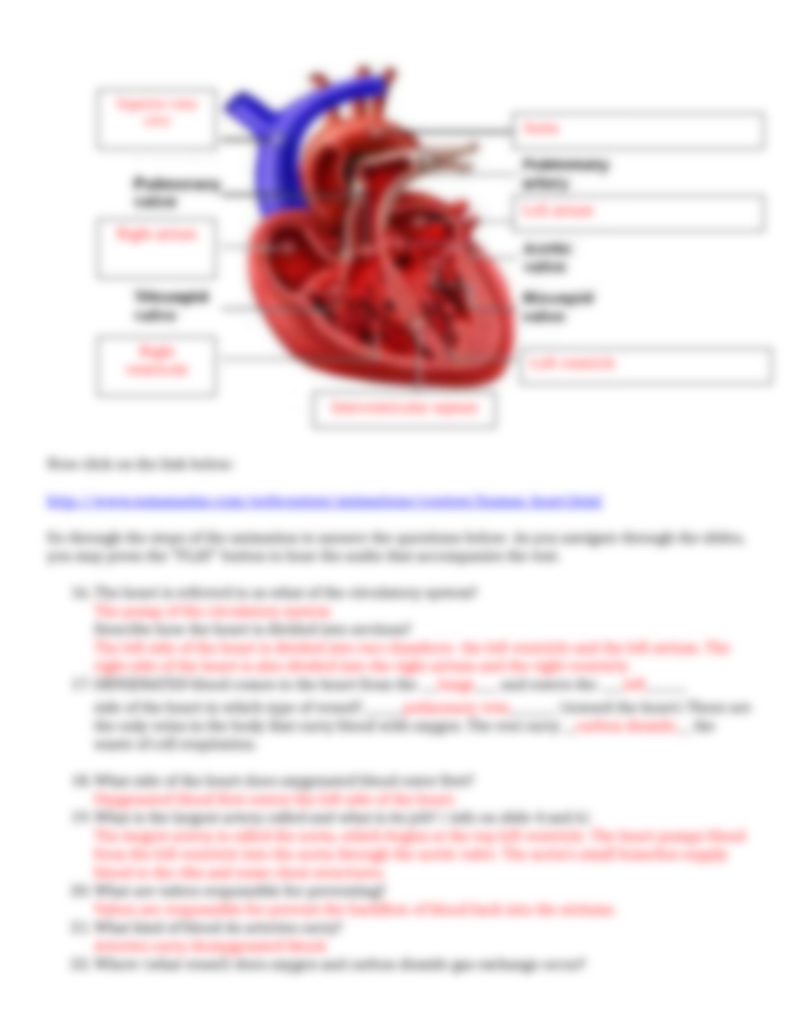 Cardiovascular System WebQuest.doc_d8ex9rwf6ow_page3