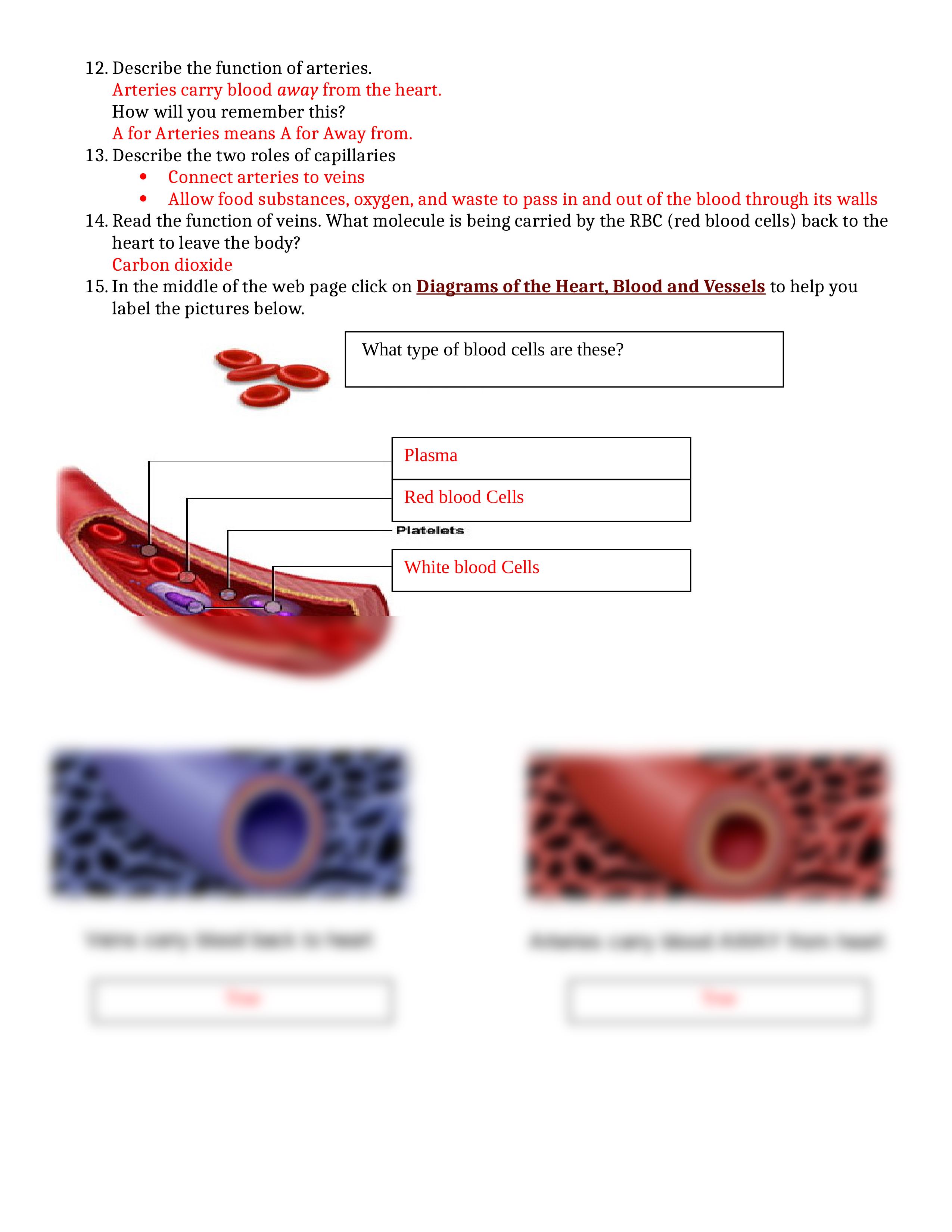 Cardiovascular System WebQuest.doc_d8ex9rwf6ow_page2