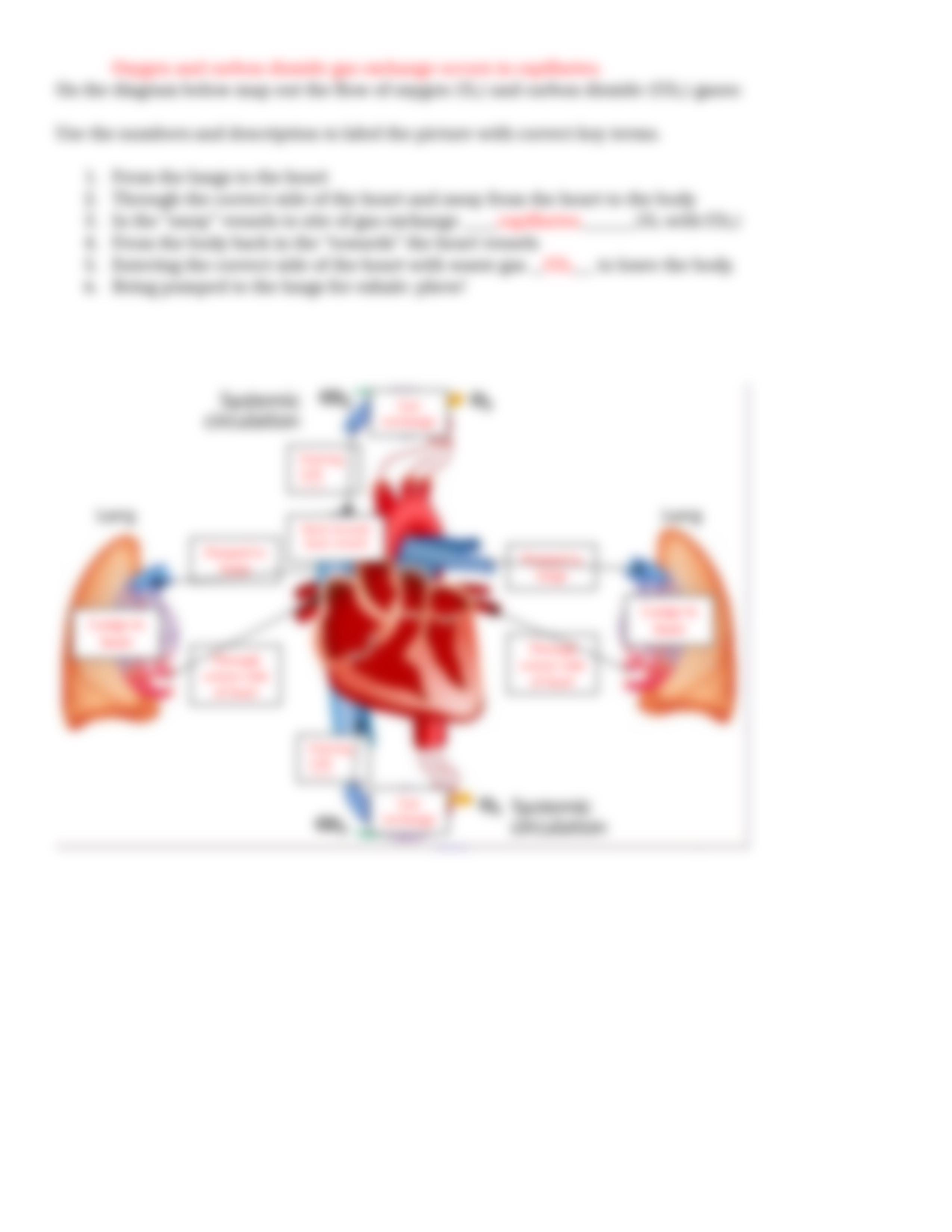 Cardiovascular System WebQuest.doc_d8ex9rwf6ow_page4