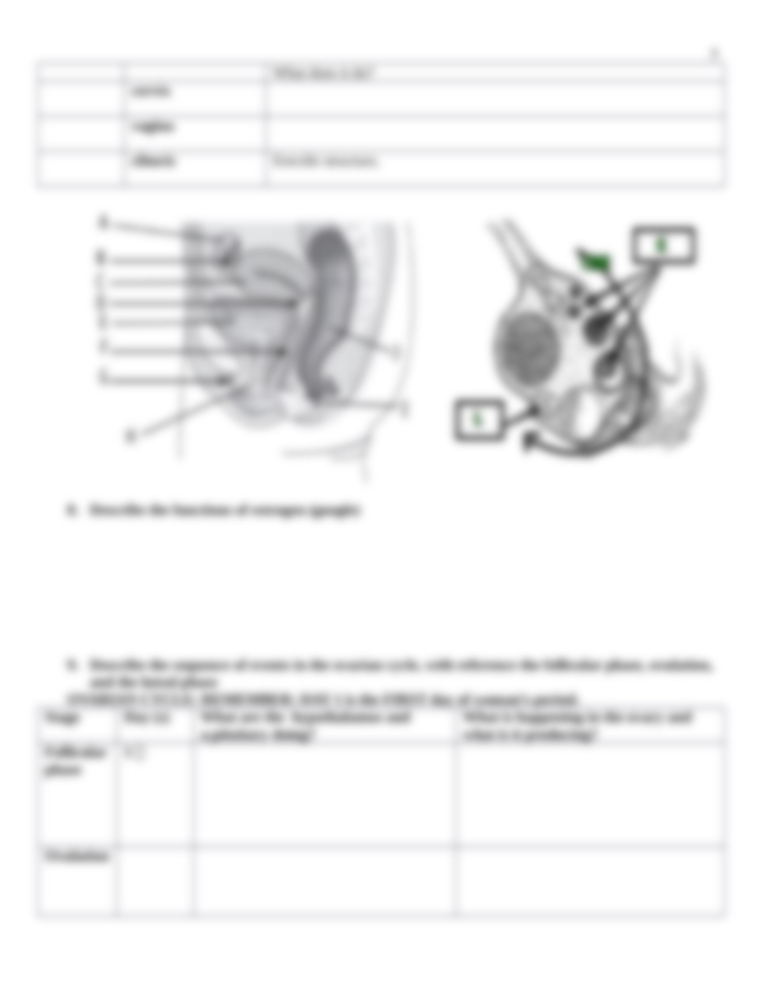 Reproductive System Worksheet_d9jw0gxlv5i_page5