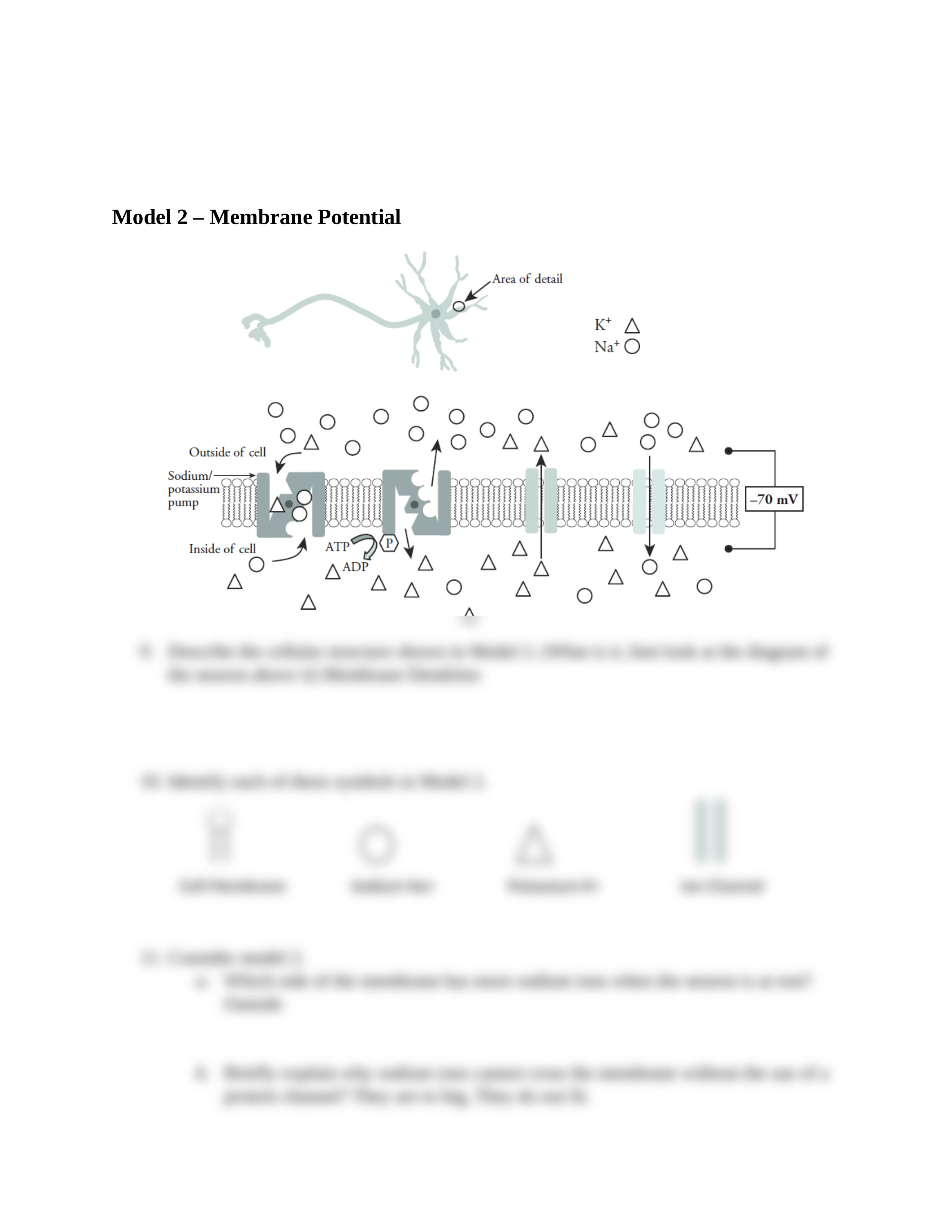 Neuron structure & Function Worksheet.docx_d9sr98ki4oj_page2