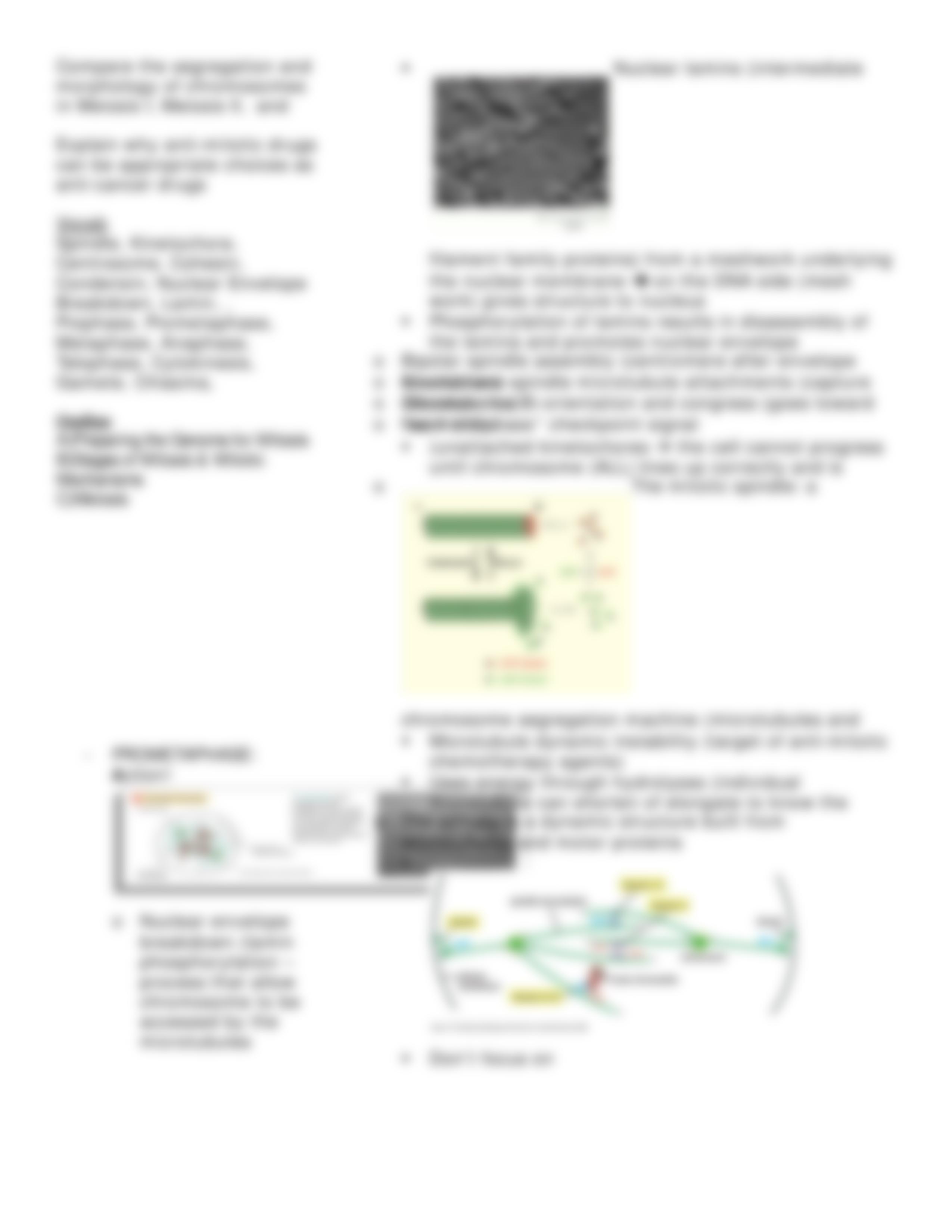 Lecture 27 Cell Division - Mitosis and Meiosis_da8sifhvzoo_page3