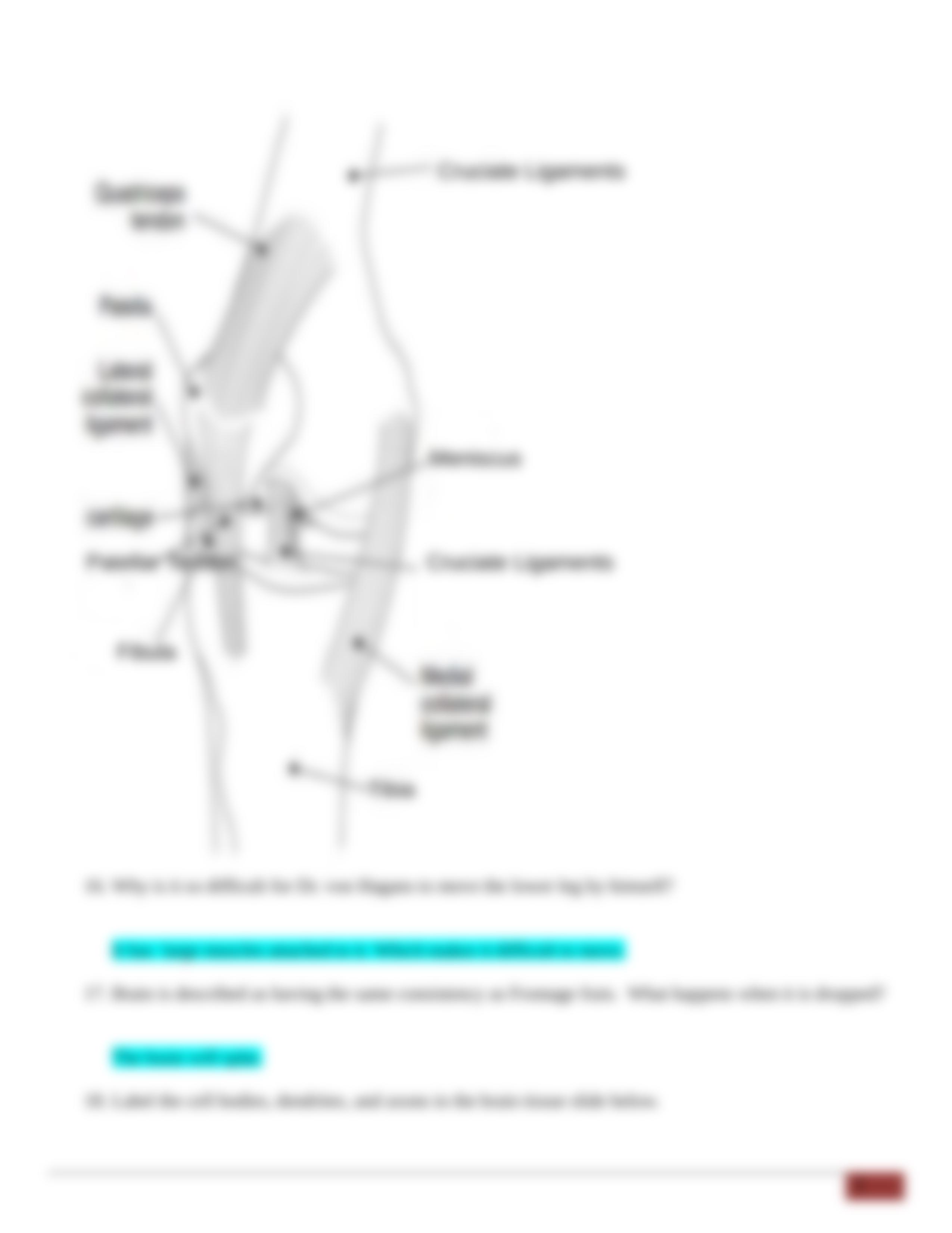 - Anatomy for Beginners - Movement.docx_daf52hfoj66_page3