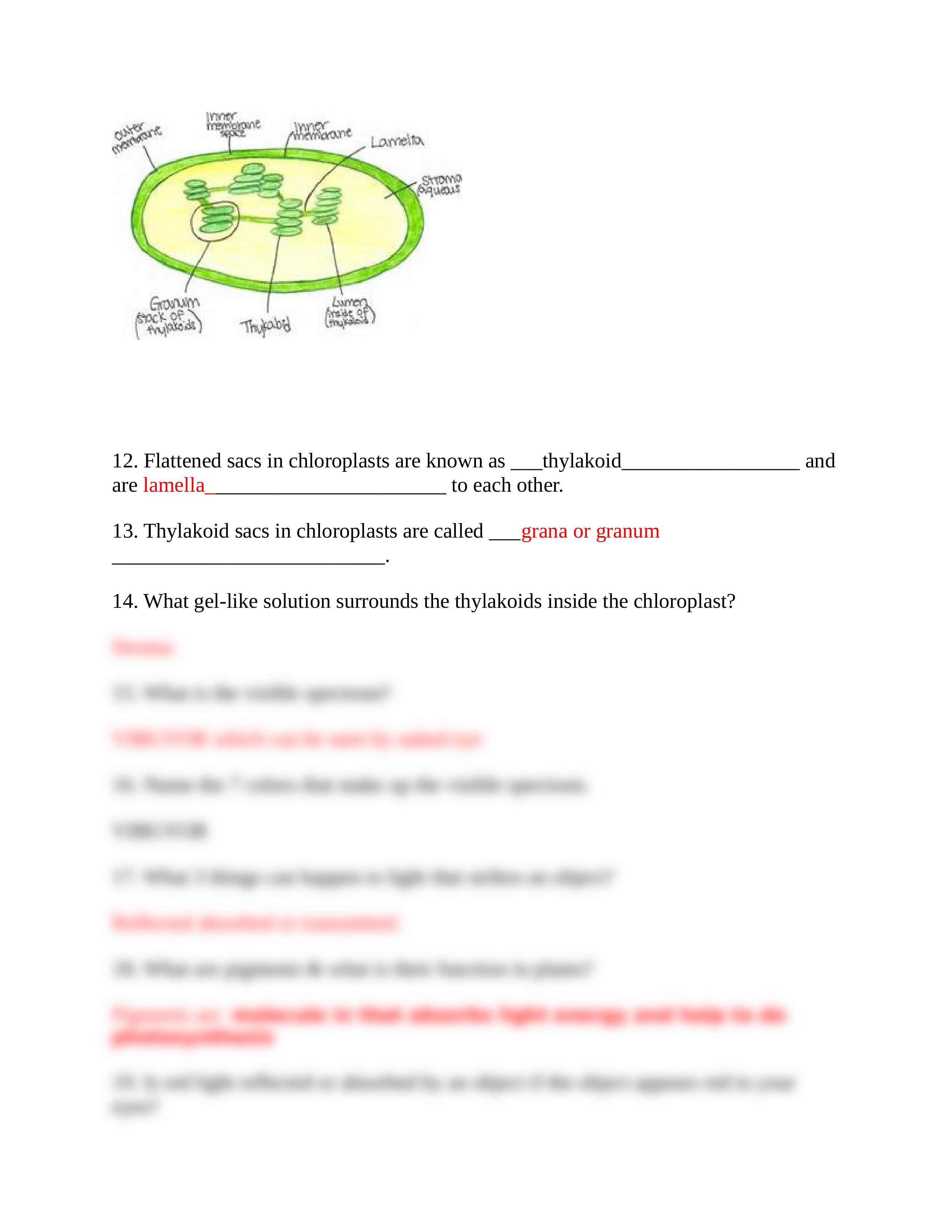 Photosynthesis worksheet Answer key.docx_dag40jhxb7u_page2