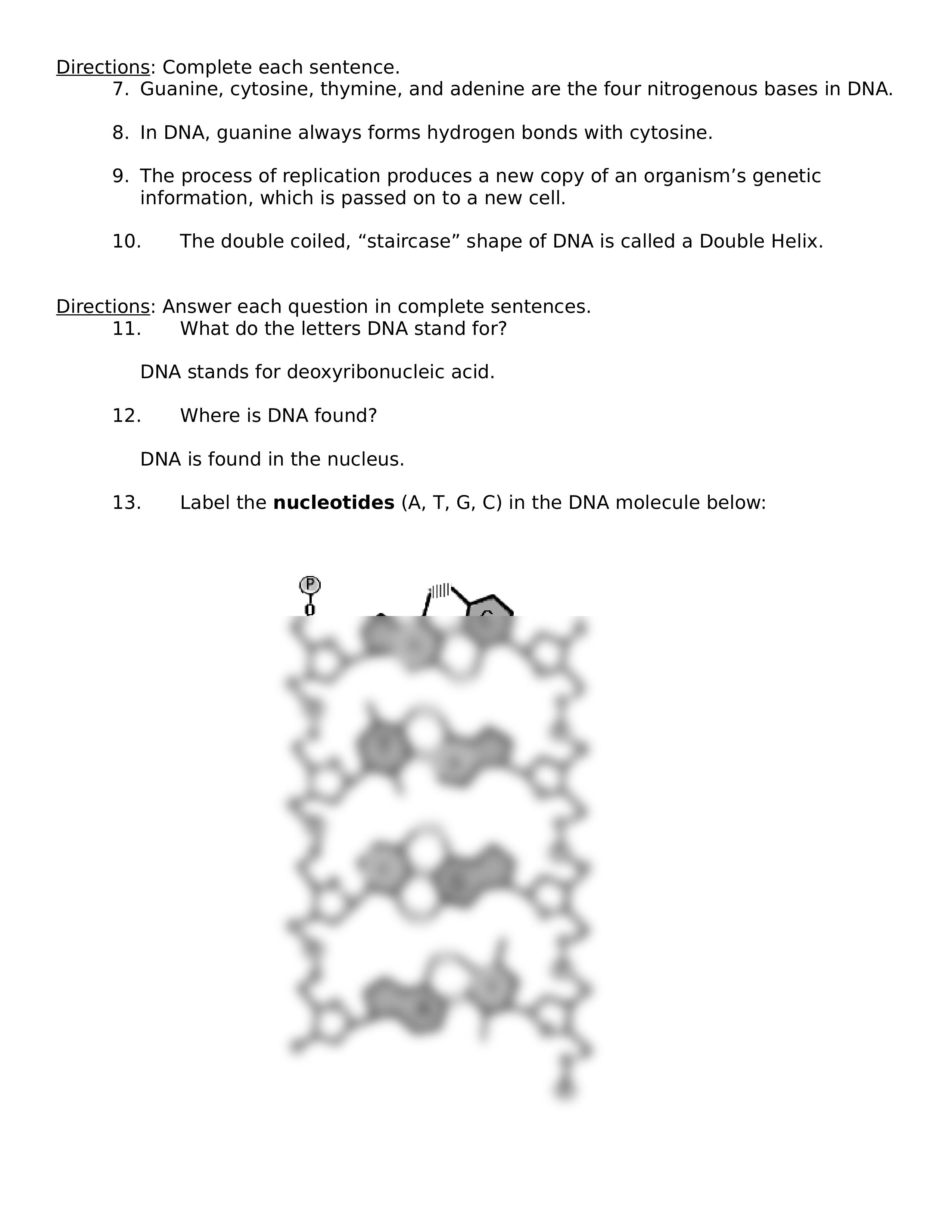 DNA Strucuture and Replication_dajuv09afwo_page2