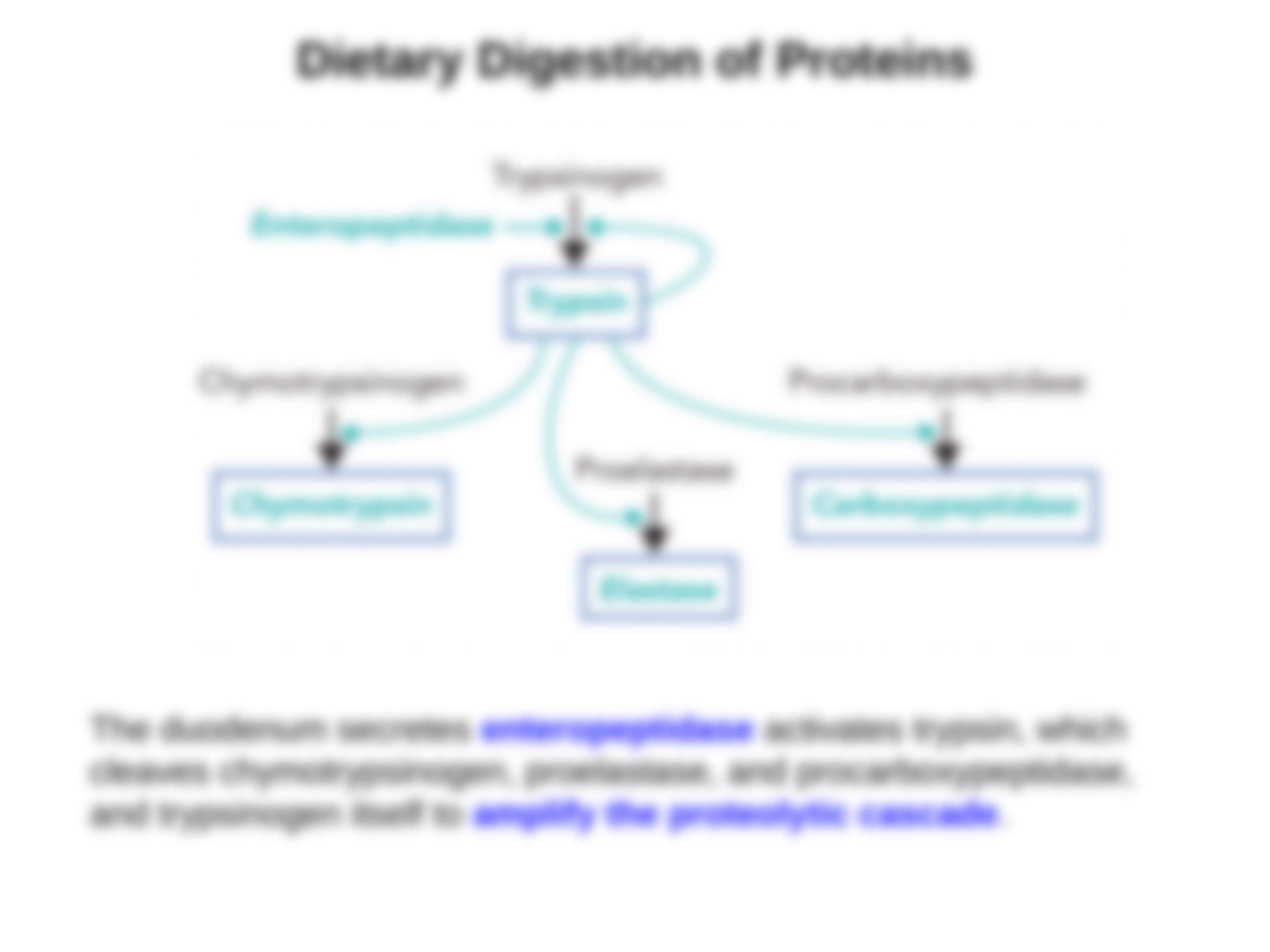 Bioc385-Topic20-AAdegradation-REV (1)_daq60dxtvz2_page5