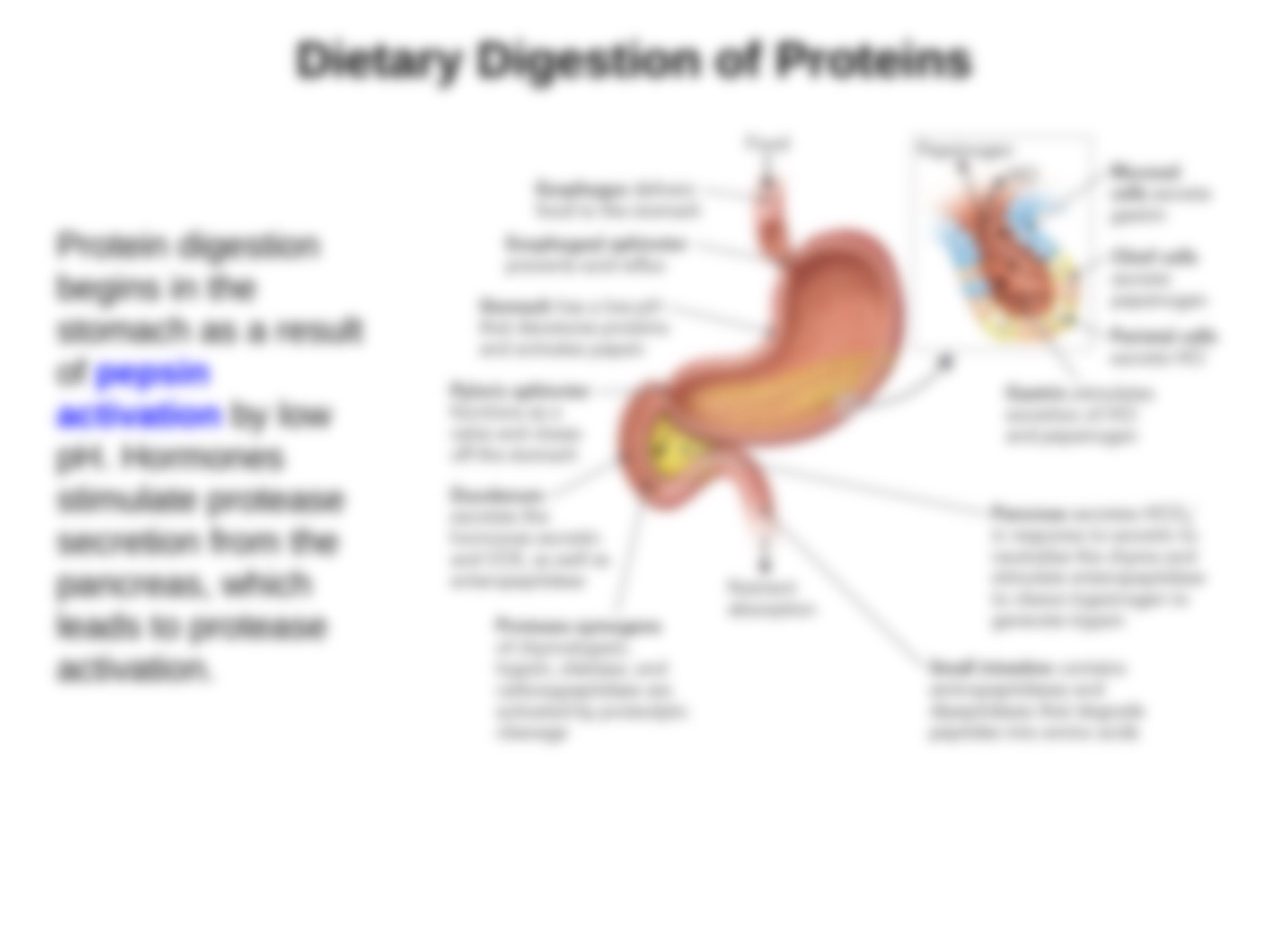 Bioc385-Topic20-AAdegradation-REV (1)_daq60dxtvz2_page4