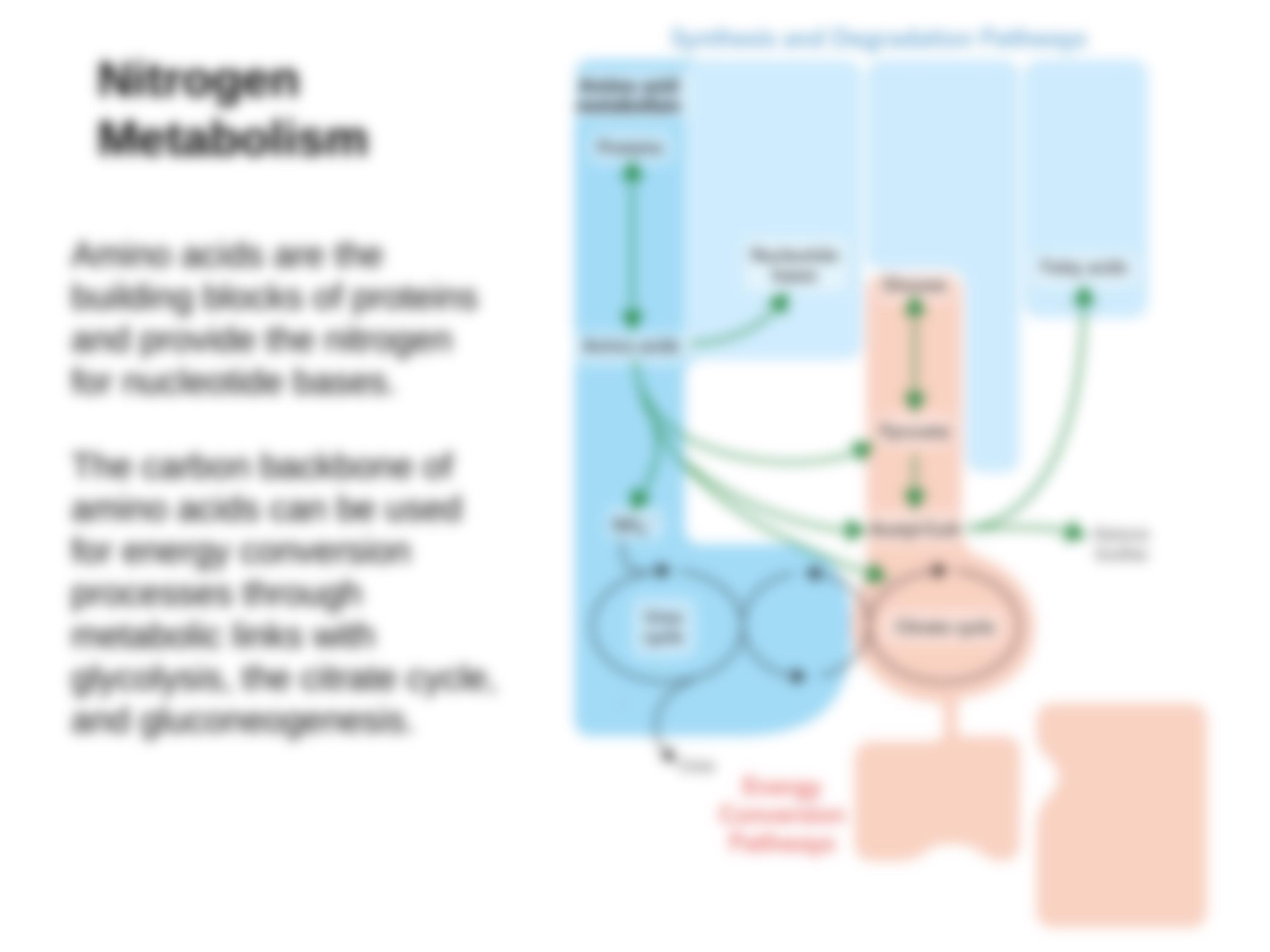 Bioc385-Topic20-AAdegradation-REV (1)_daq60dxtvz2_page3