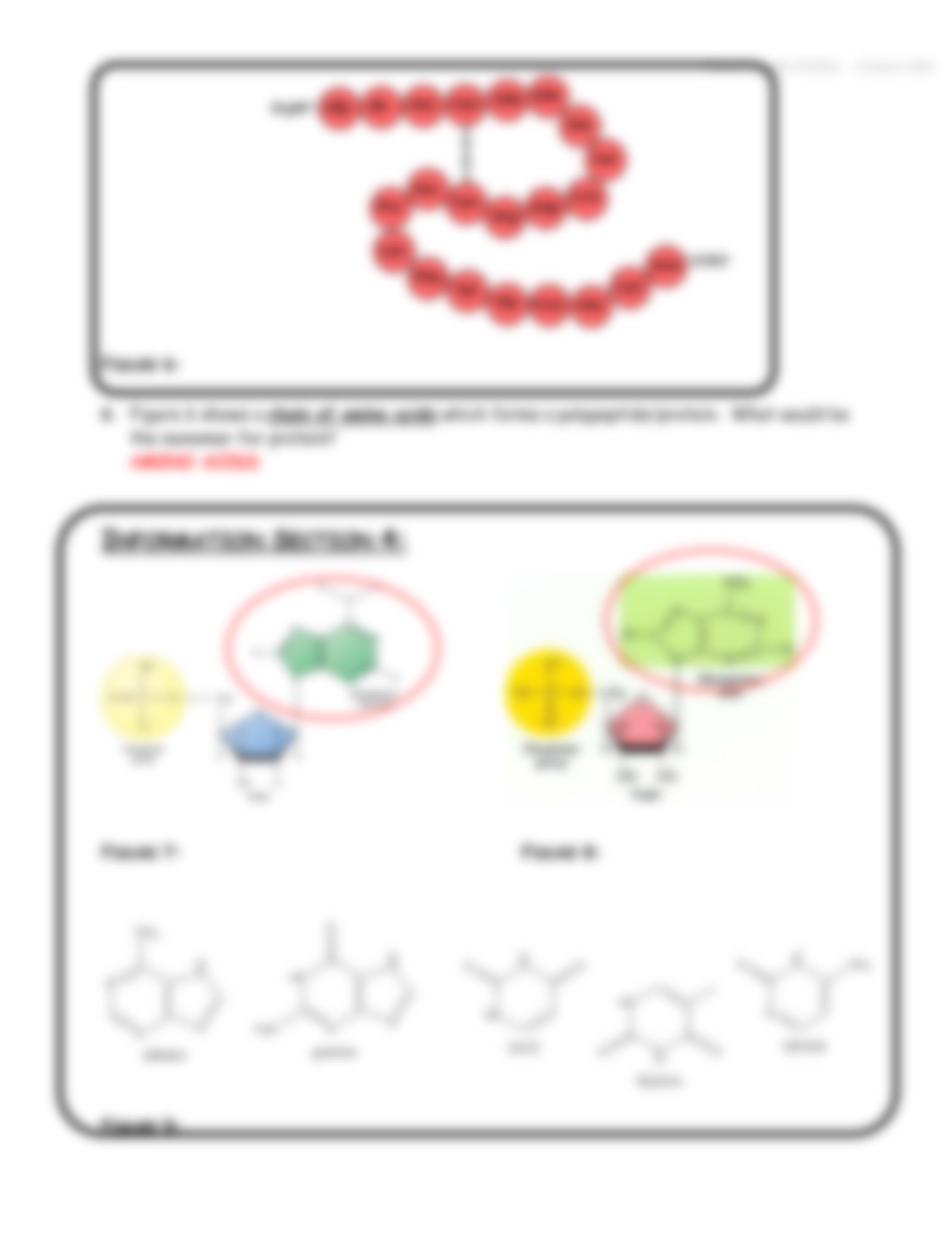 Macromolecule POGIL KEY.pdf_dbct1zoa2jd_page5