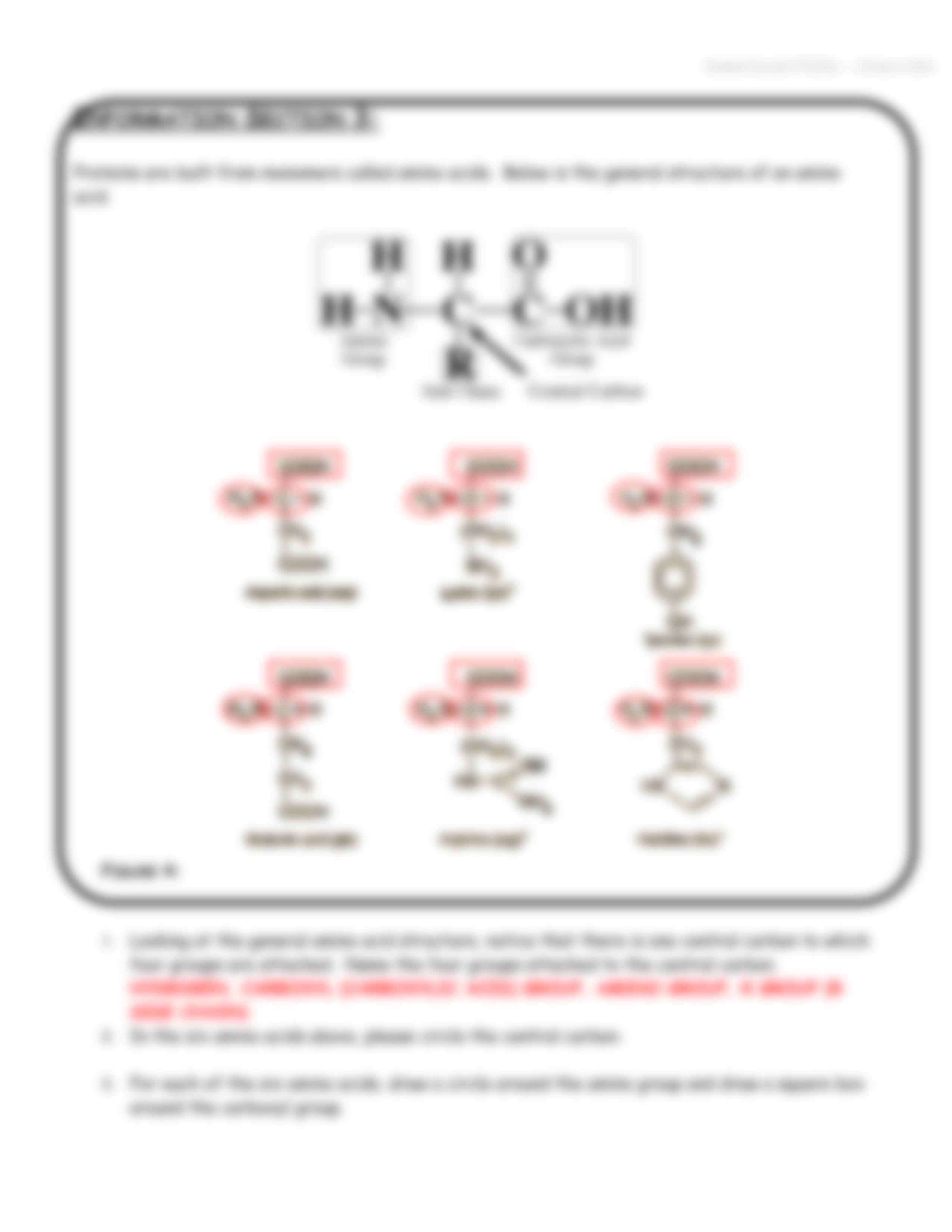 Macromolecule POGIL KEY.pdf_dbct1zoa2jd_page3