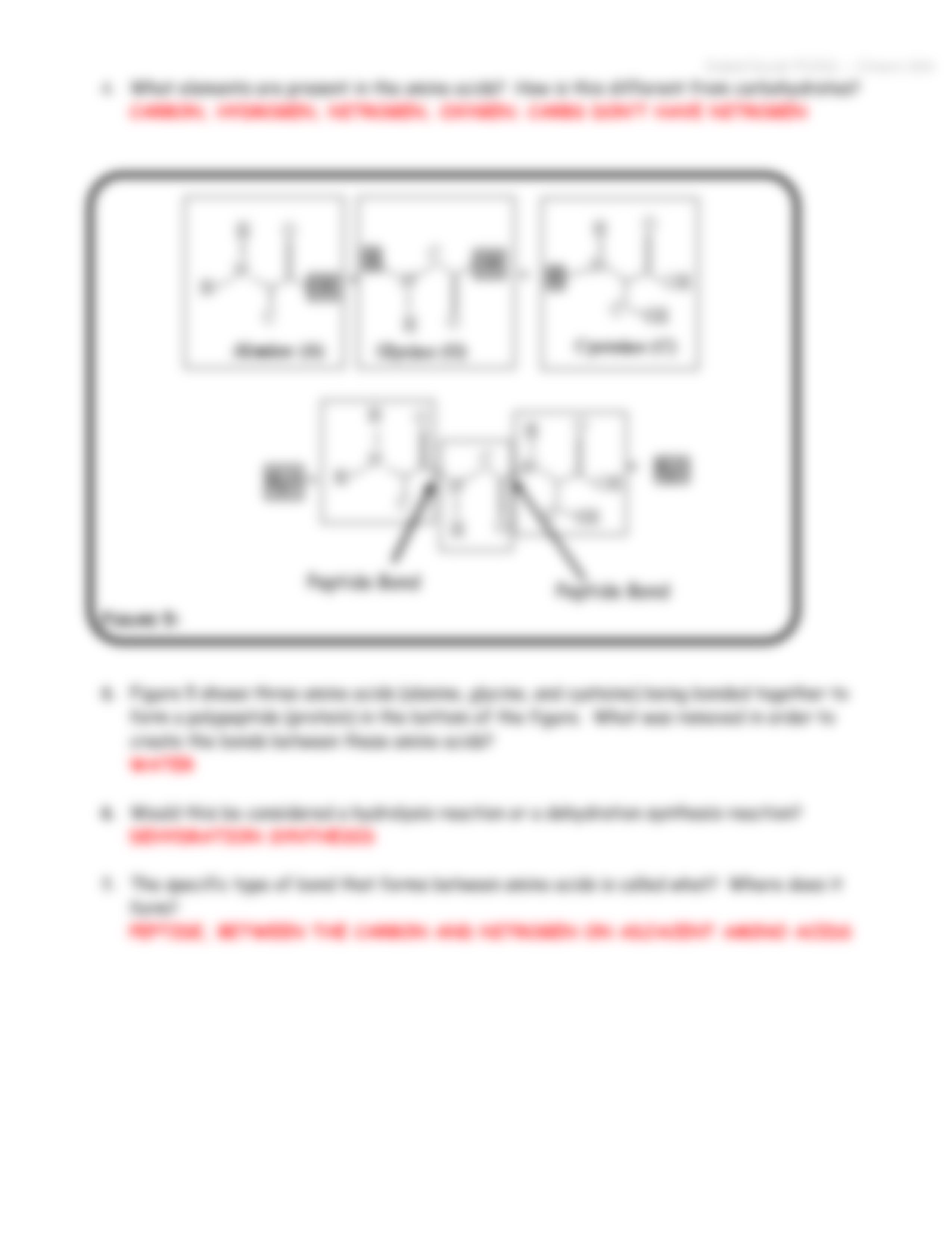 Macromolecule POGIL KEY.pdf_dbct1zoa2jd_page4