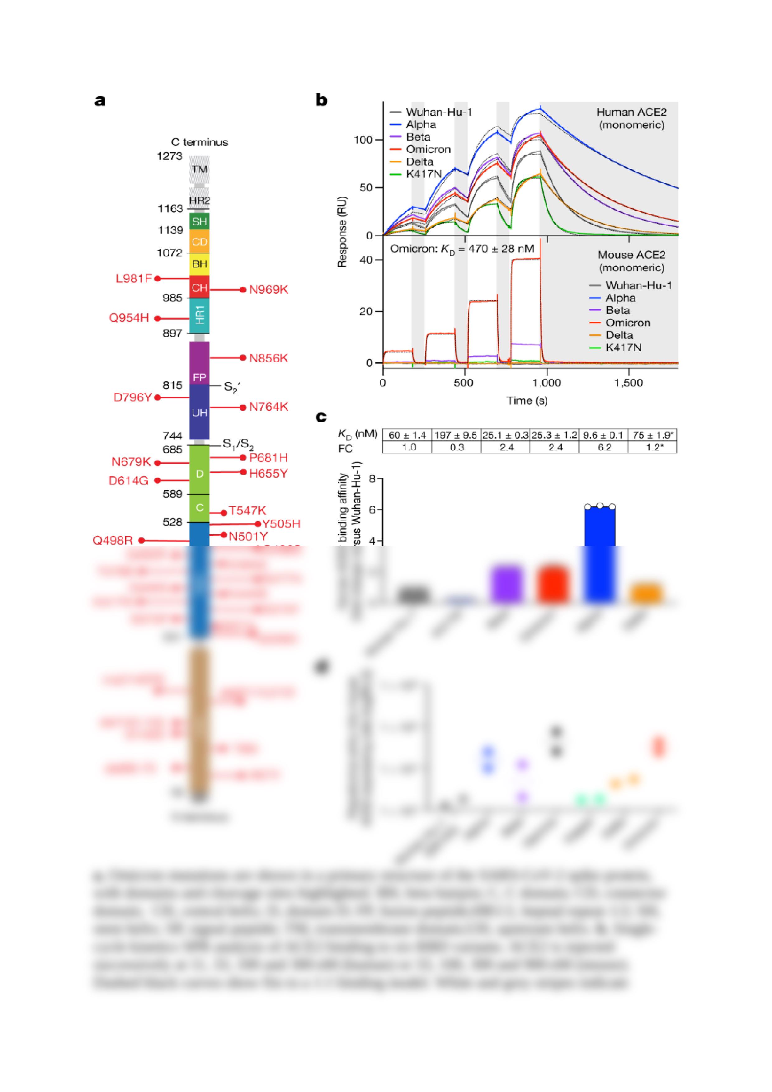 Broadly neutralizing antibodies overcome SARS-CoV-2 Omicron antigenic shift.docx_dbkvaxssv6w_page2