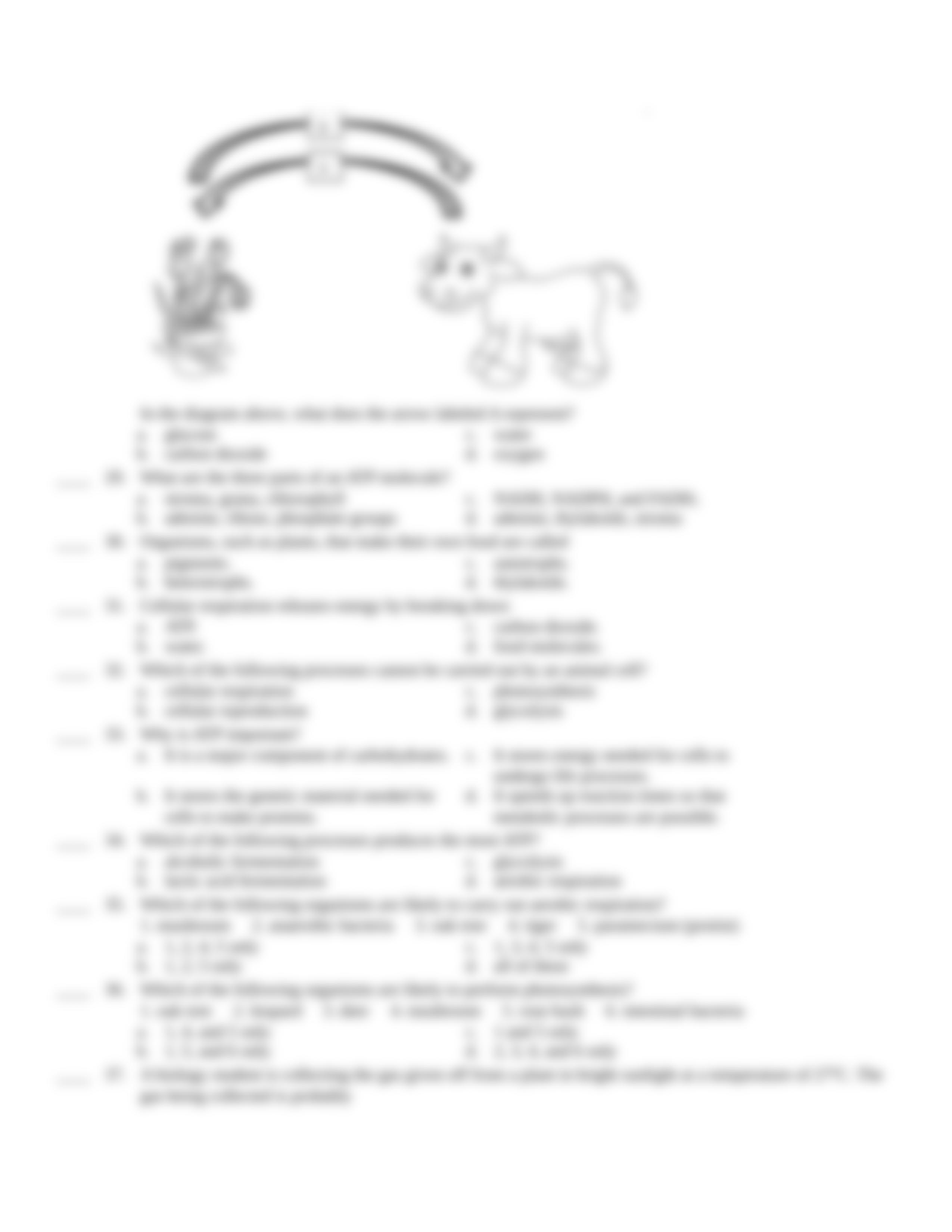 biology 19 cell energy test.rtf_dc42u7rxd70_page4