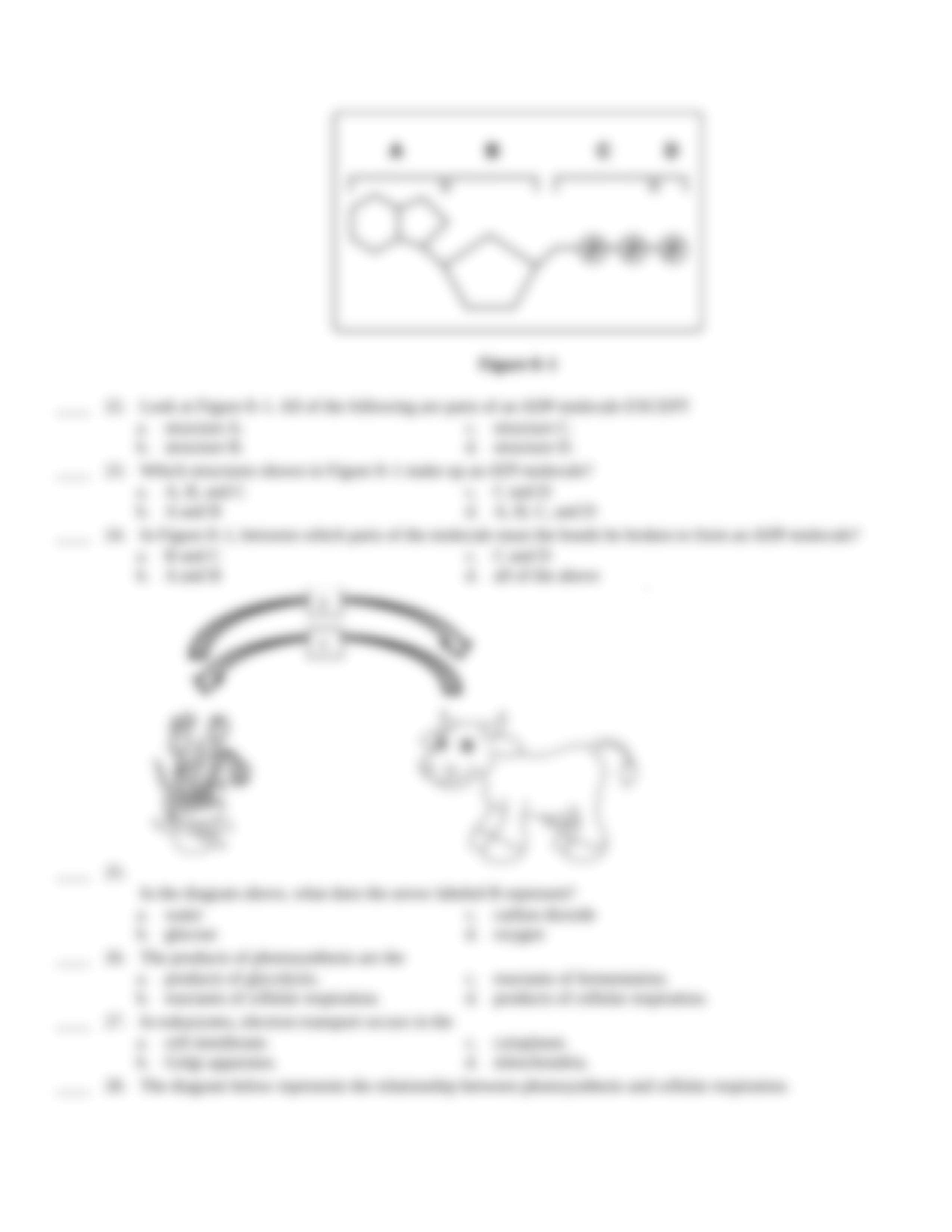 biology 19 cell energy test.rtf_dc42u7rxd70_page3