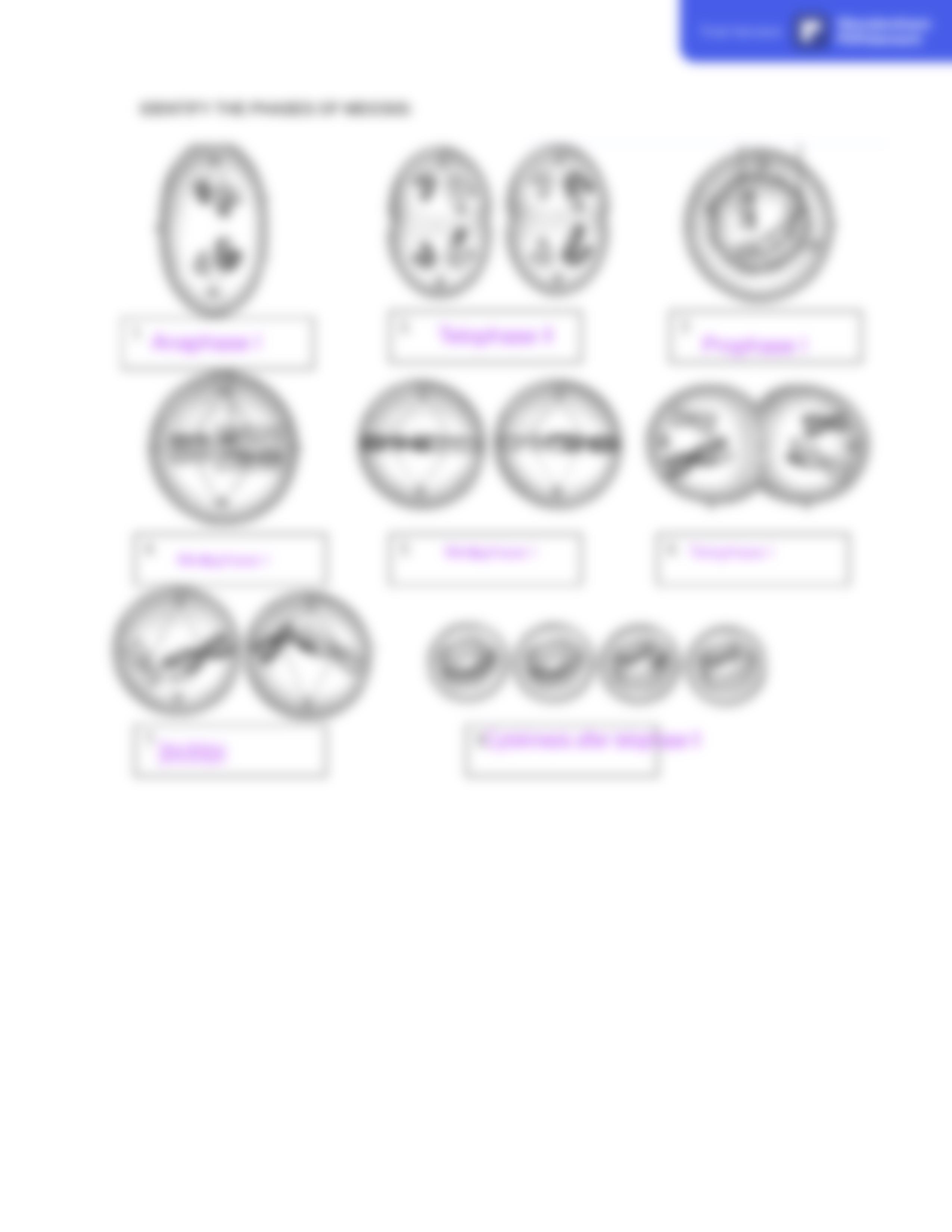 meiosis_worksheets.pdf_dc8ovbvwb8y_page3