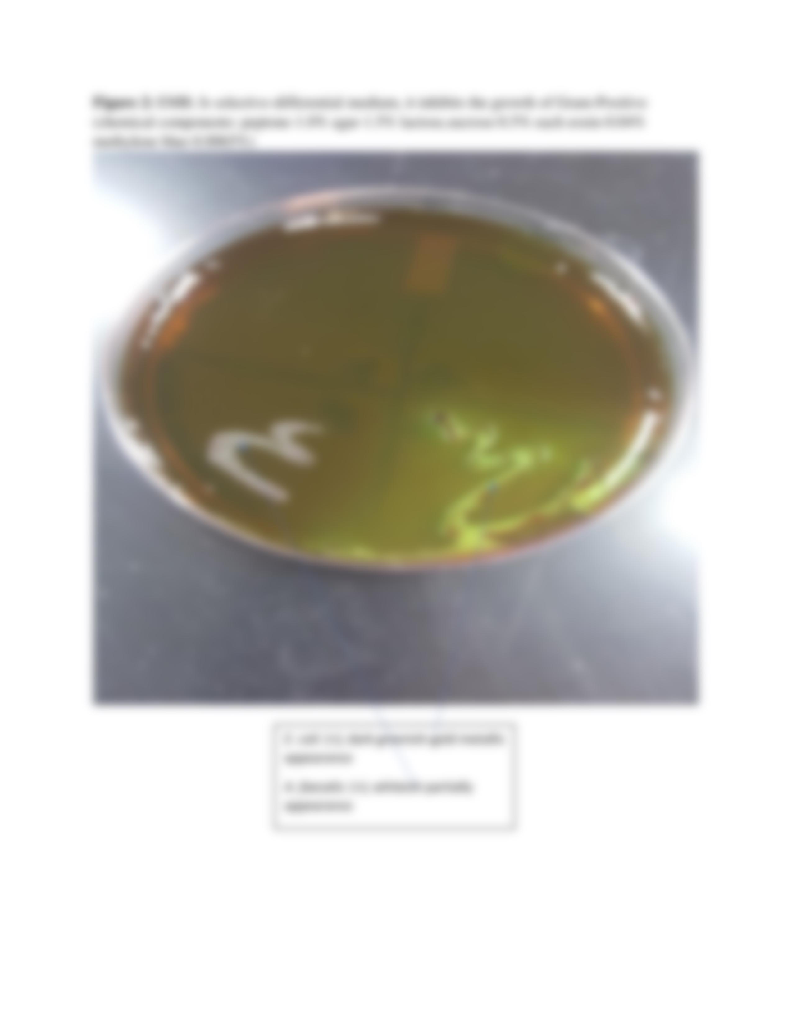 microlab12specialmediaforisolatingbacteria (1).pdf_dcucovglqb1_page3