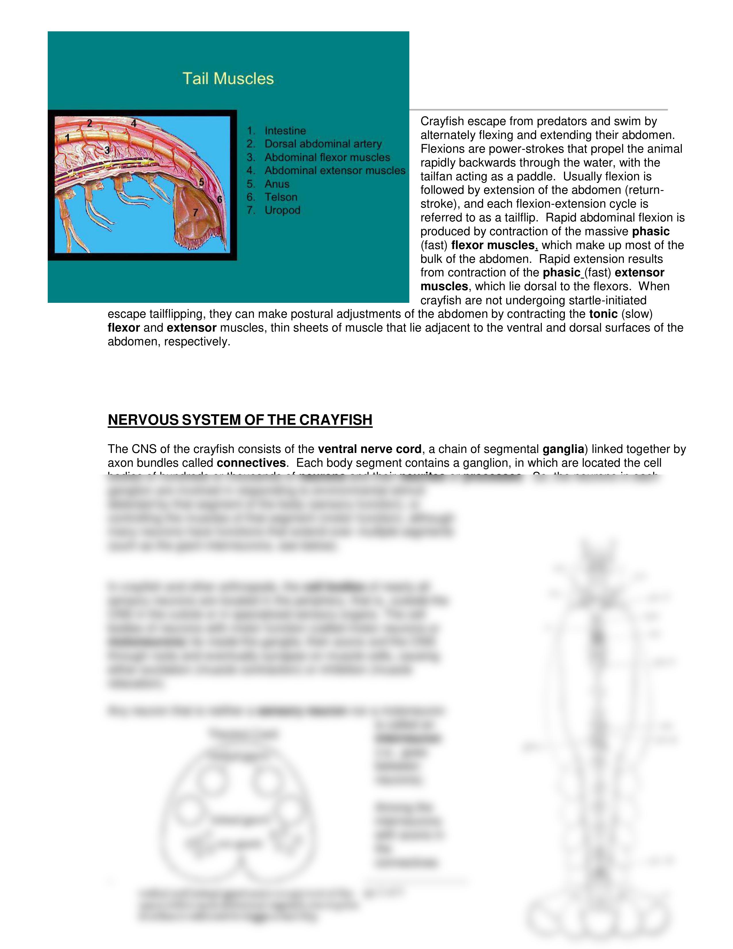 crayfishlab (1).pdf_dd5hlyx7cpq_page2