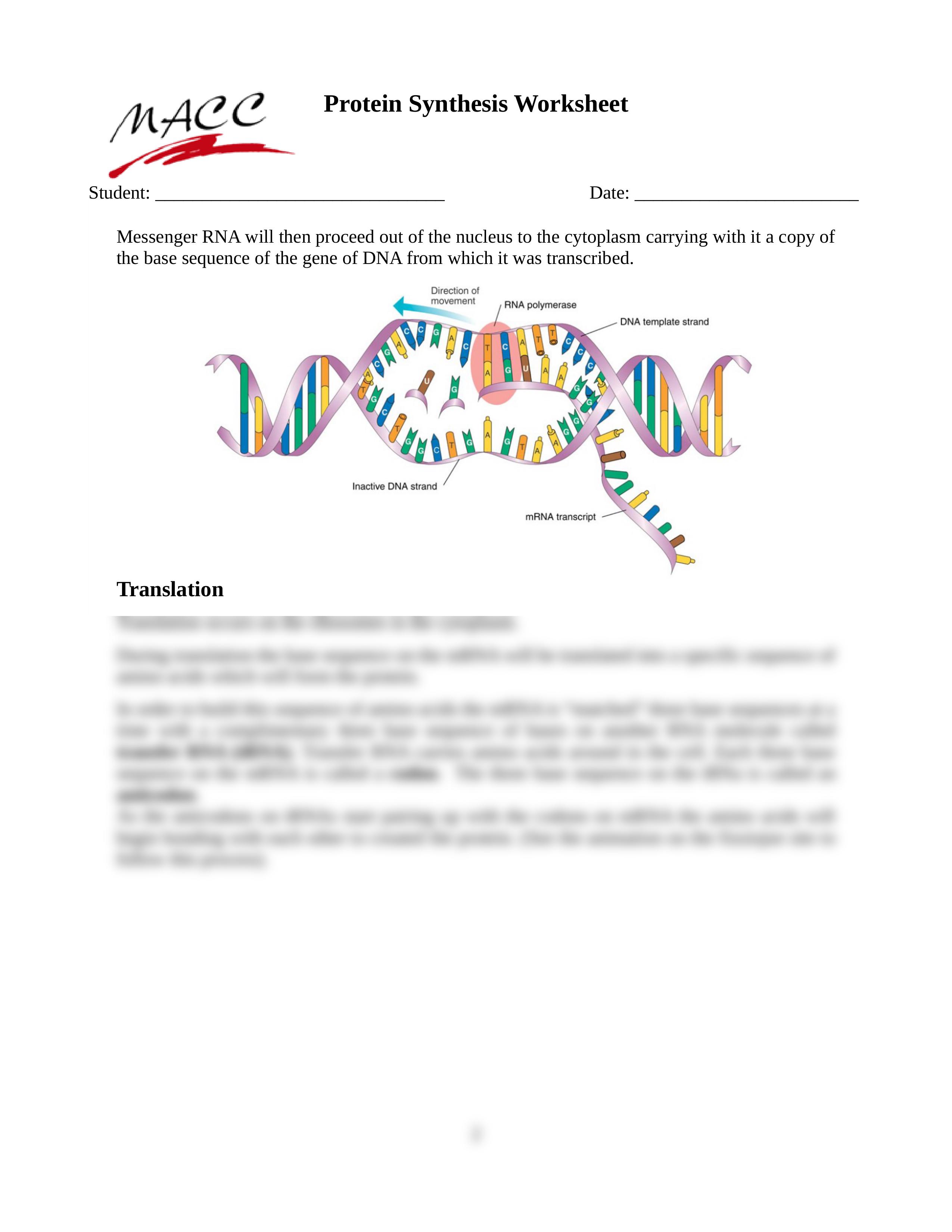 Protein Synthesis Worksheet (1).doc_dd737h2o59m_page2