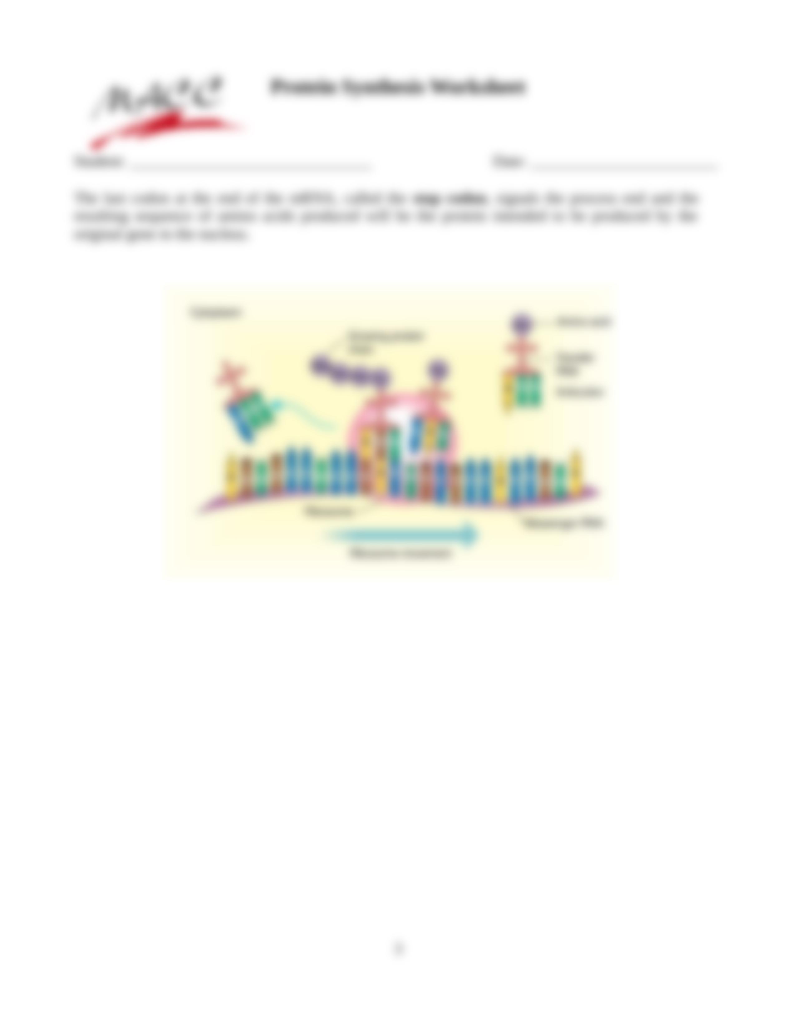 Protein Synthesis Worksheet (1).doc_dd737h2o59m_page3