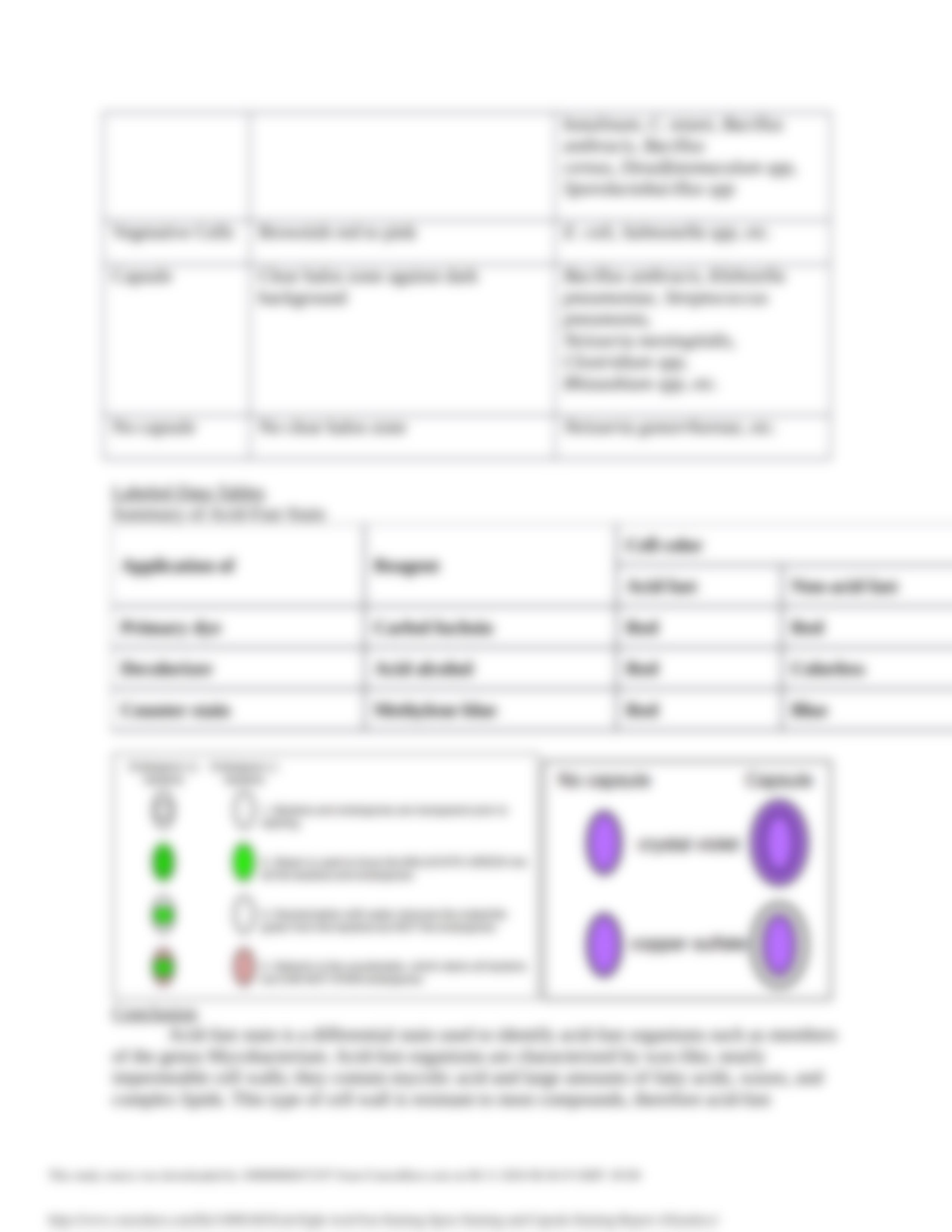 Lab Eight- Acid-Fast Staining, Spore Staining and Capsule Staining Report_AXiao.docx_dd9f1iqsicq_page3