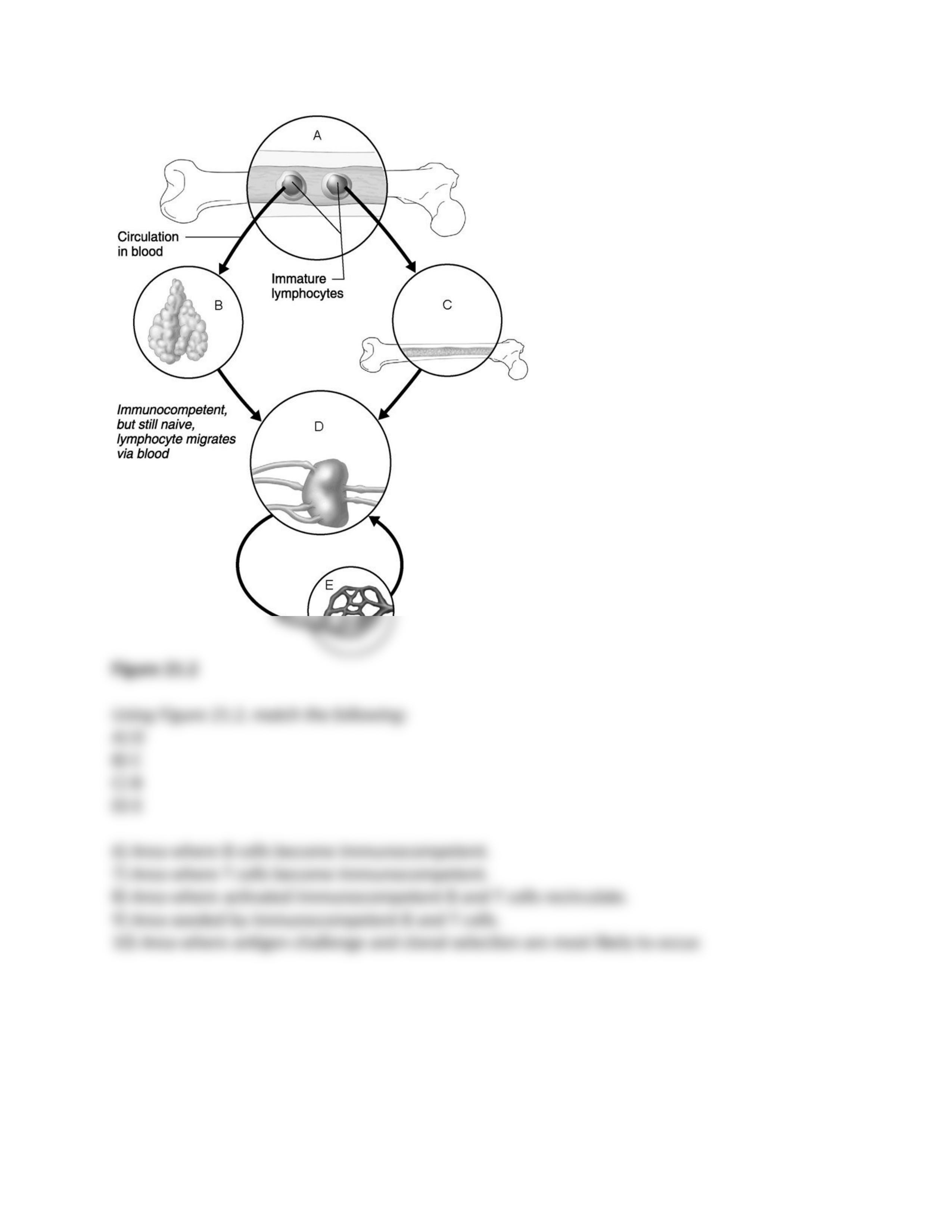 ch_21_tworksheet.docx_ddavb6q5x21_page2