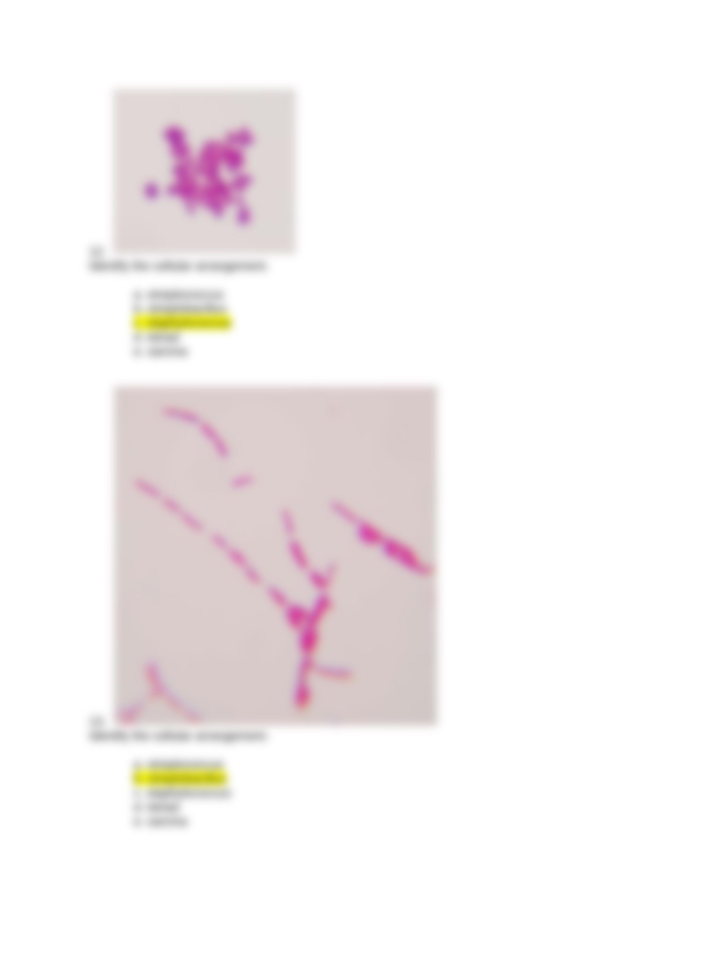 Bacterial Morphology Virtual Lab QUIZ.docx_ddsca9ncp63_page4