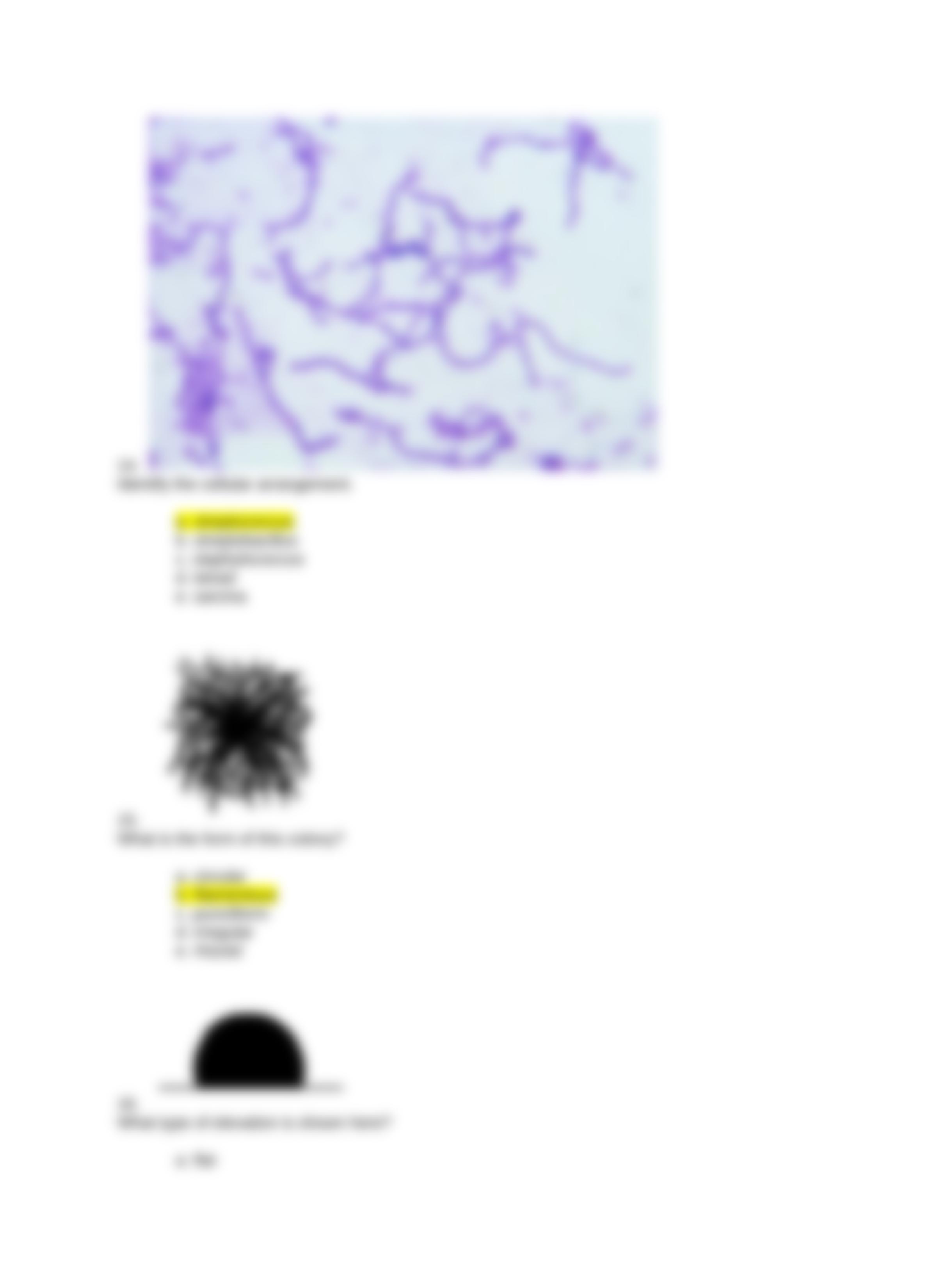 Bacterial Morphology Virtual Lab QUIZ.docx_ddsca9ncp63_page5