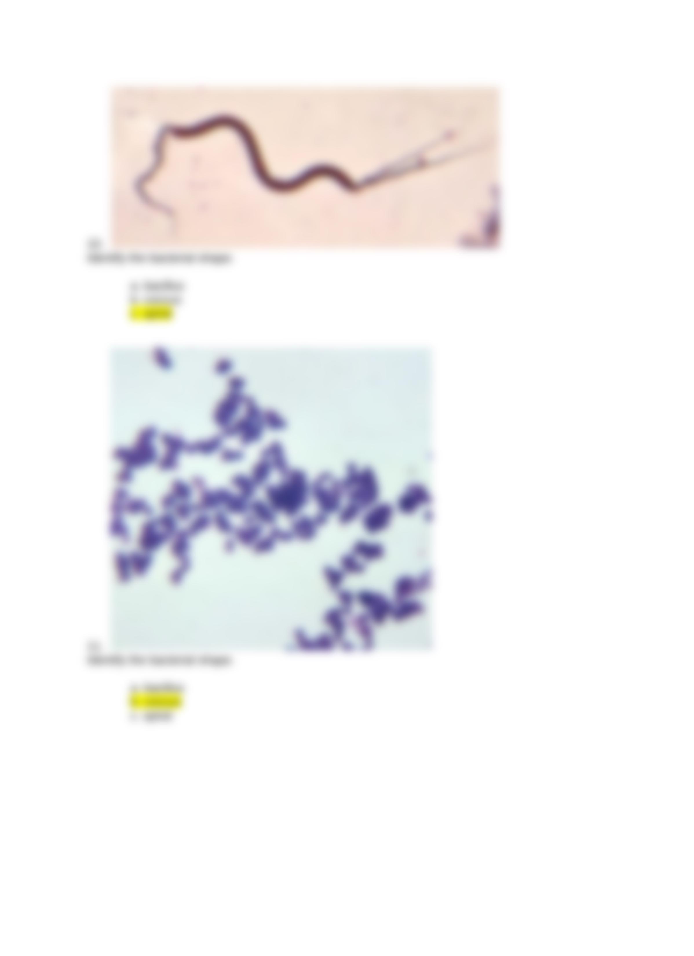 Bacterial Morphology Virtual Lab QUIZ.docx_ddsca9ncp63_page3