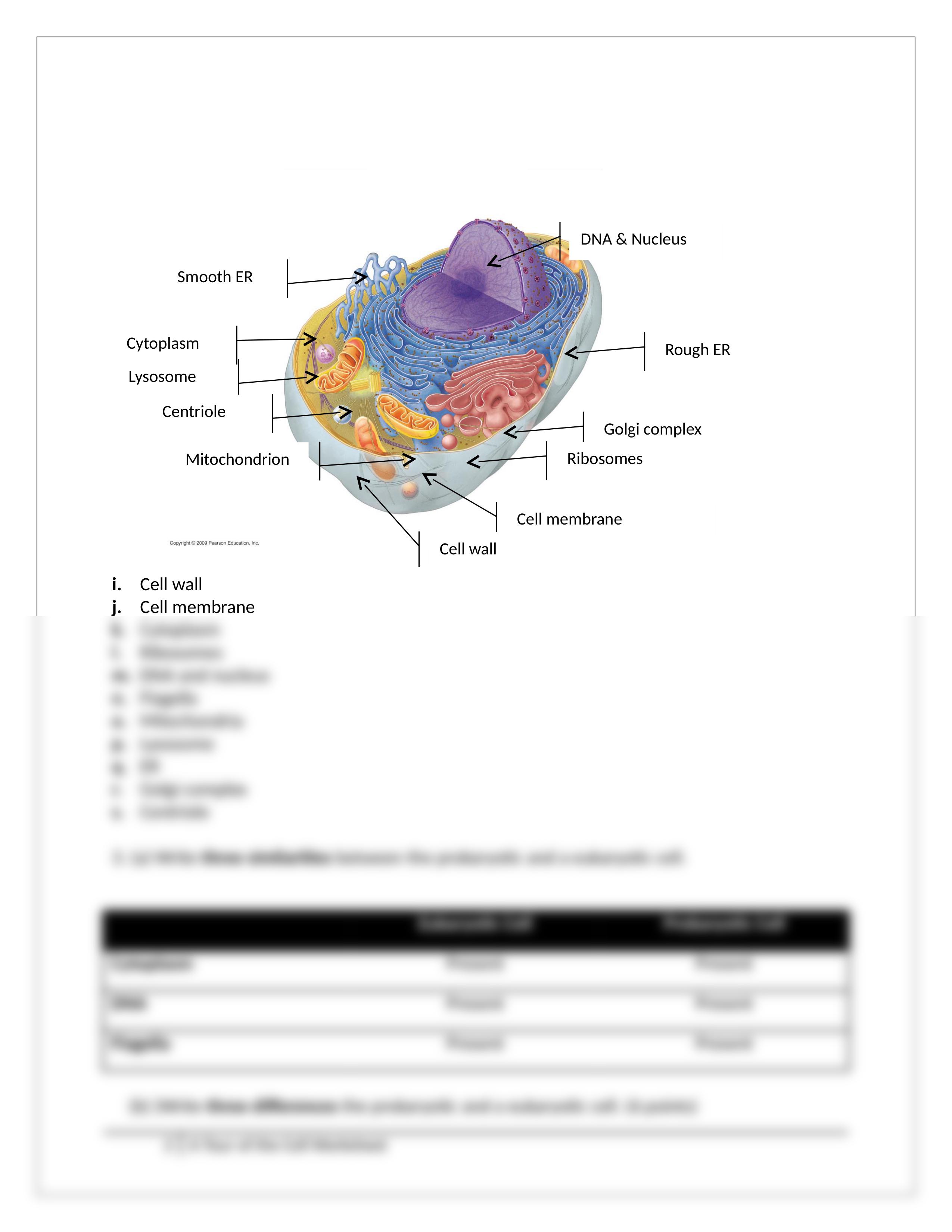 Assignment - Tour of the Cell Worksheet_ddzvqj0dk0p_page2