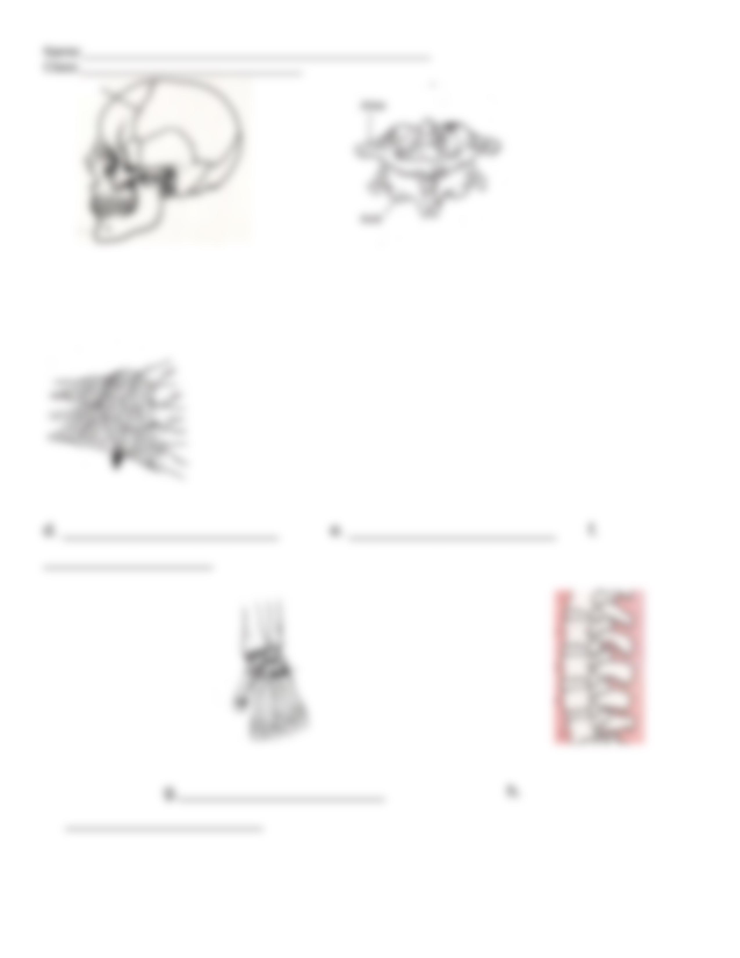 Joints & Movement Worksheet_dekf9bicven_page4