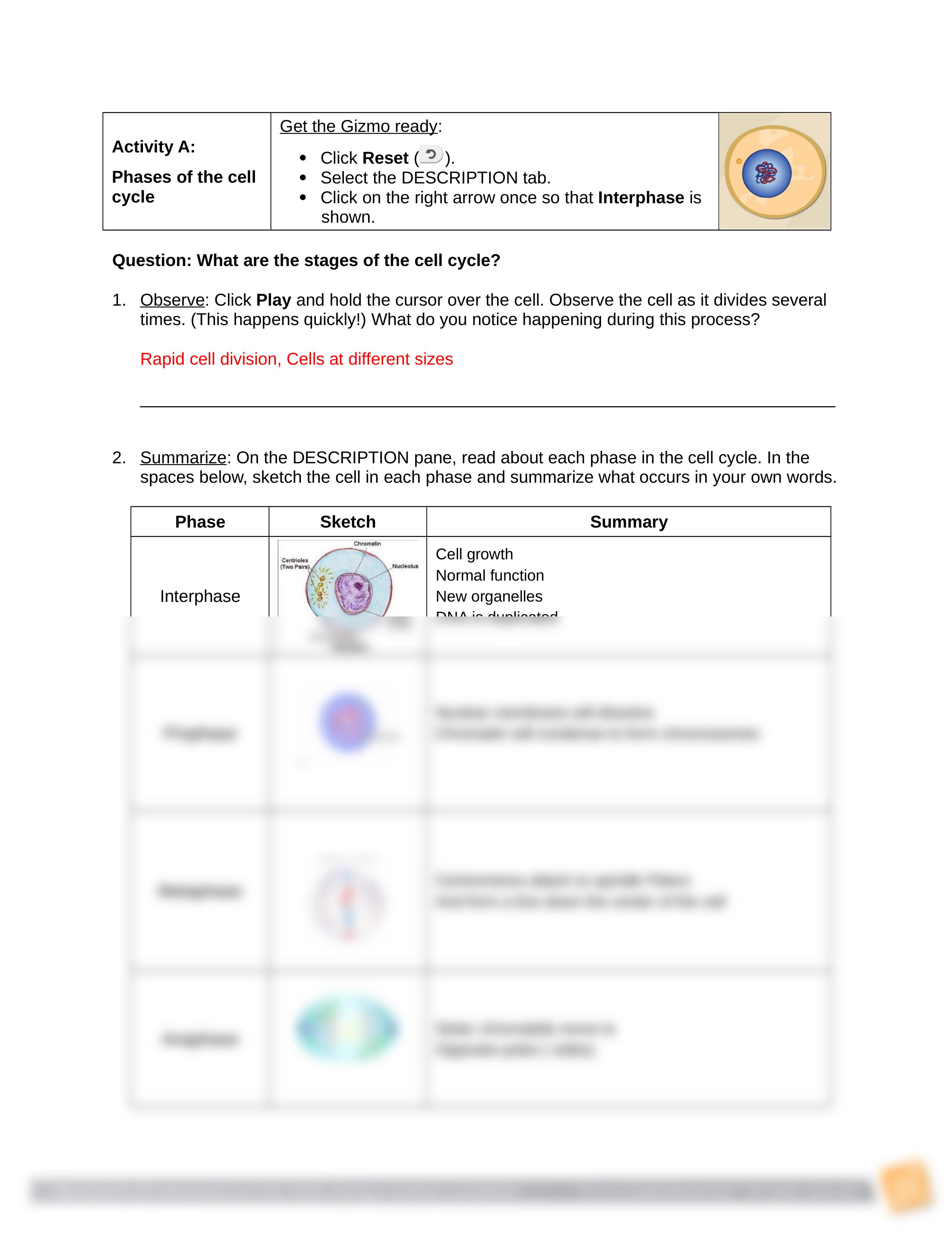 Gizmo Cell Division.docx_dentcpdjn3b_page2