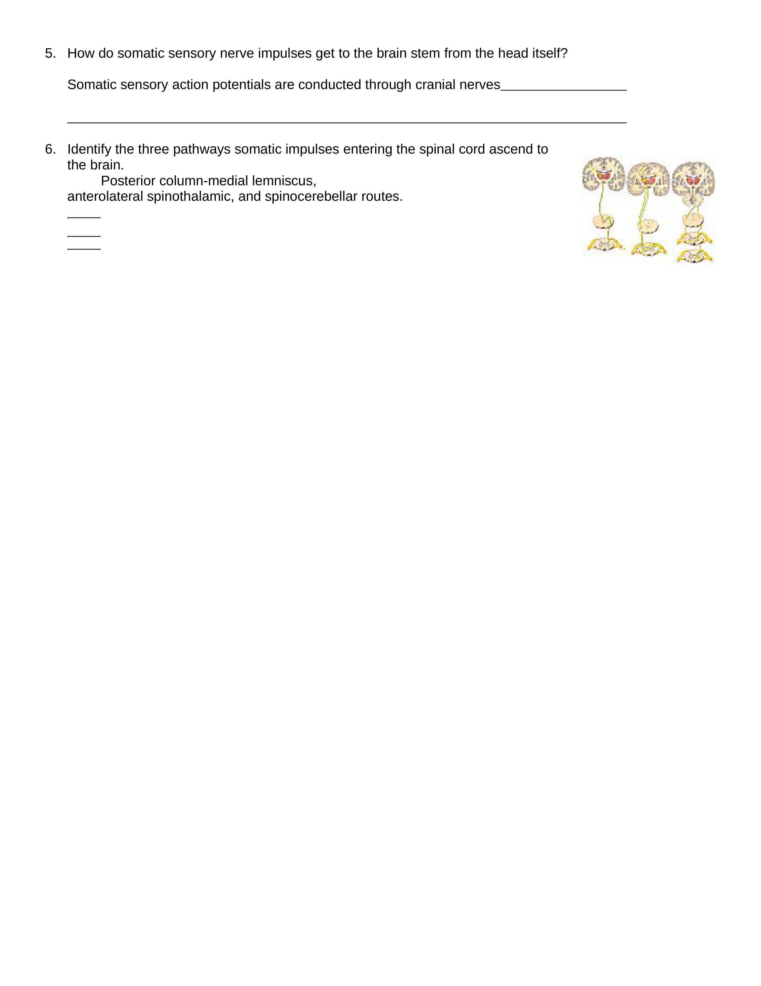 BIOS252 Week 6 Lab - Somatic Sensory and Motor Pathways Exercise (1)_dfx48l5mwk2_page2