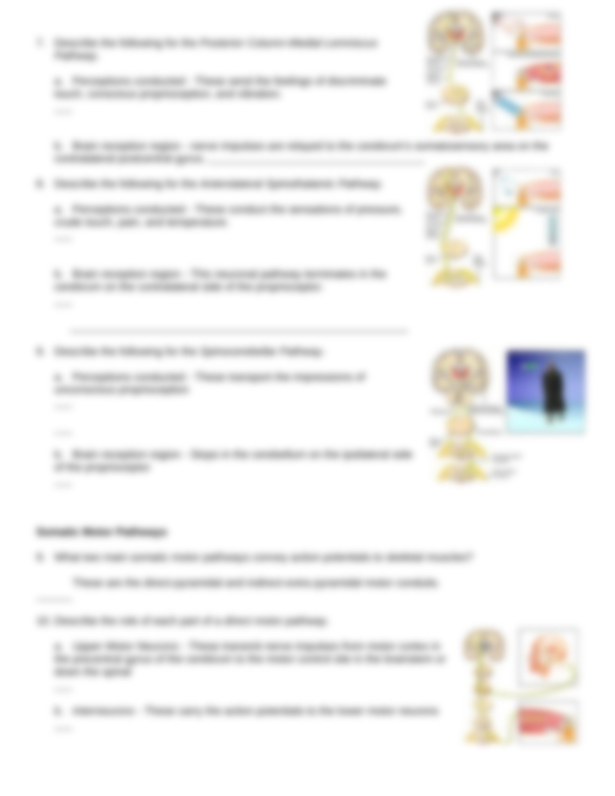 BIOS252 Week 6 Lab - Somatic Sensory and Motor Pathways Exercise (1)_dfx48l5mwk2_page3