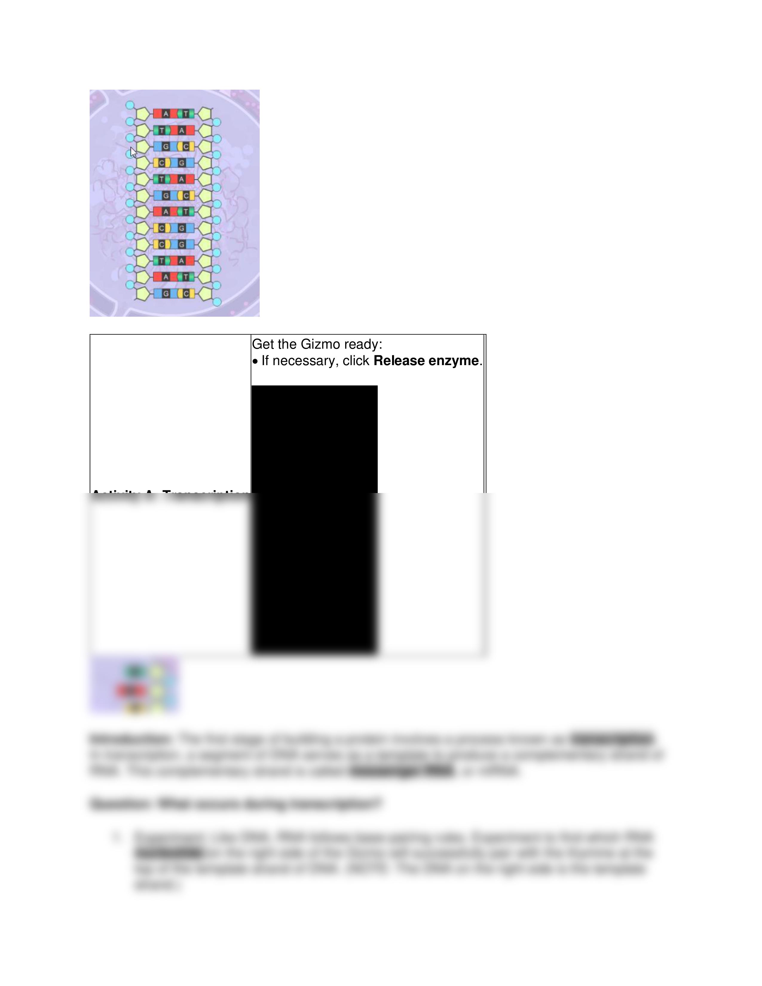 RNA and Protein Synthesis Gizmo key.pdf_dg7ljmmpe4f_page2