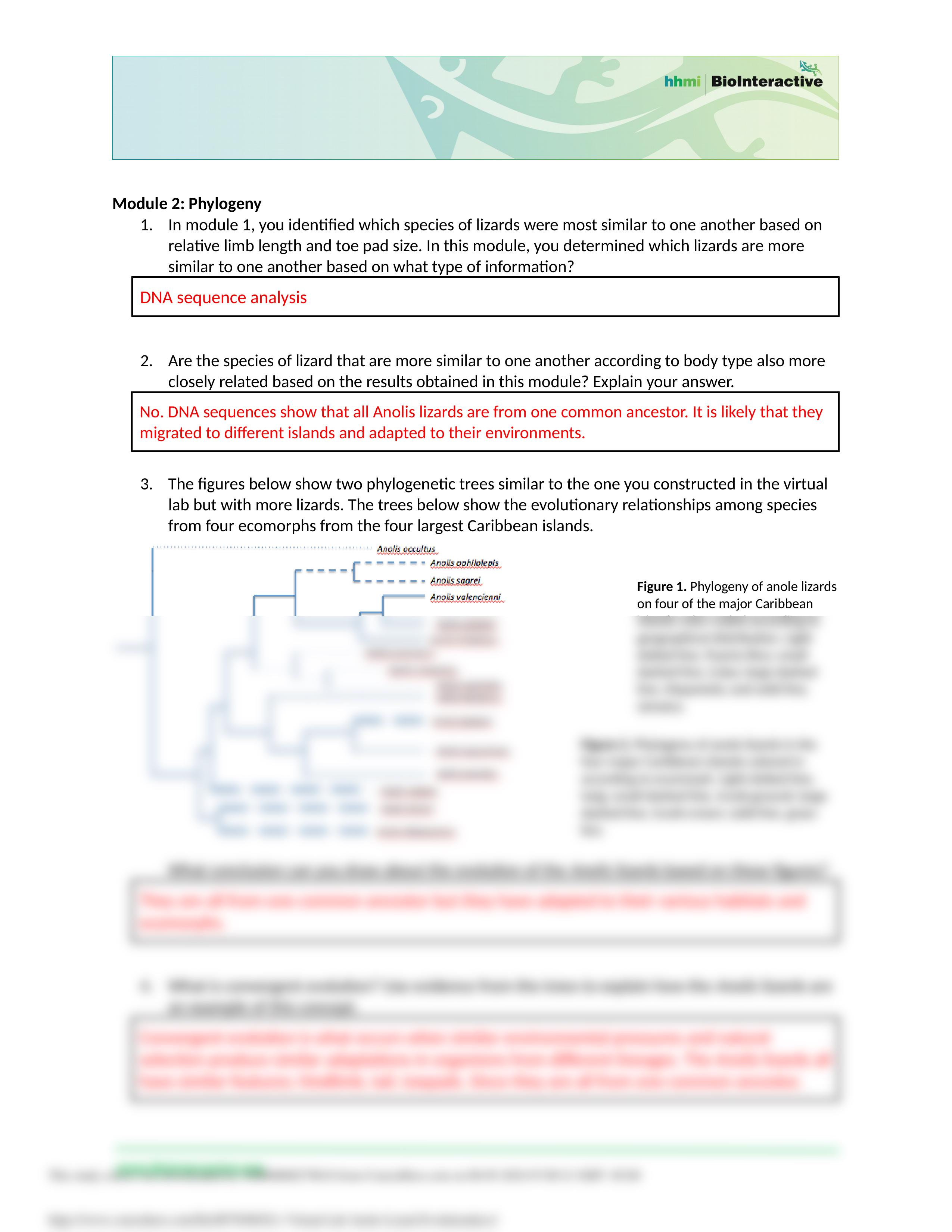 L1 Virtual Lab Anole Lizard Evolution.docx_dga34sub5ie_page2