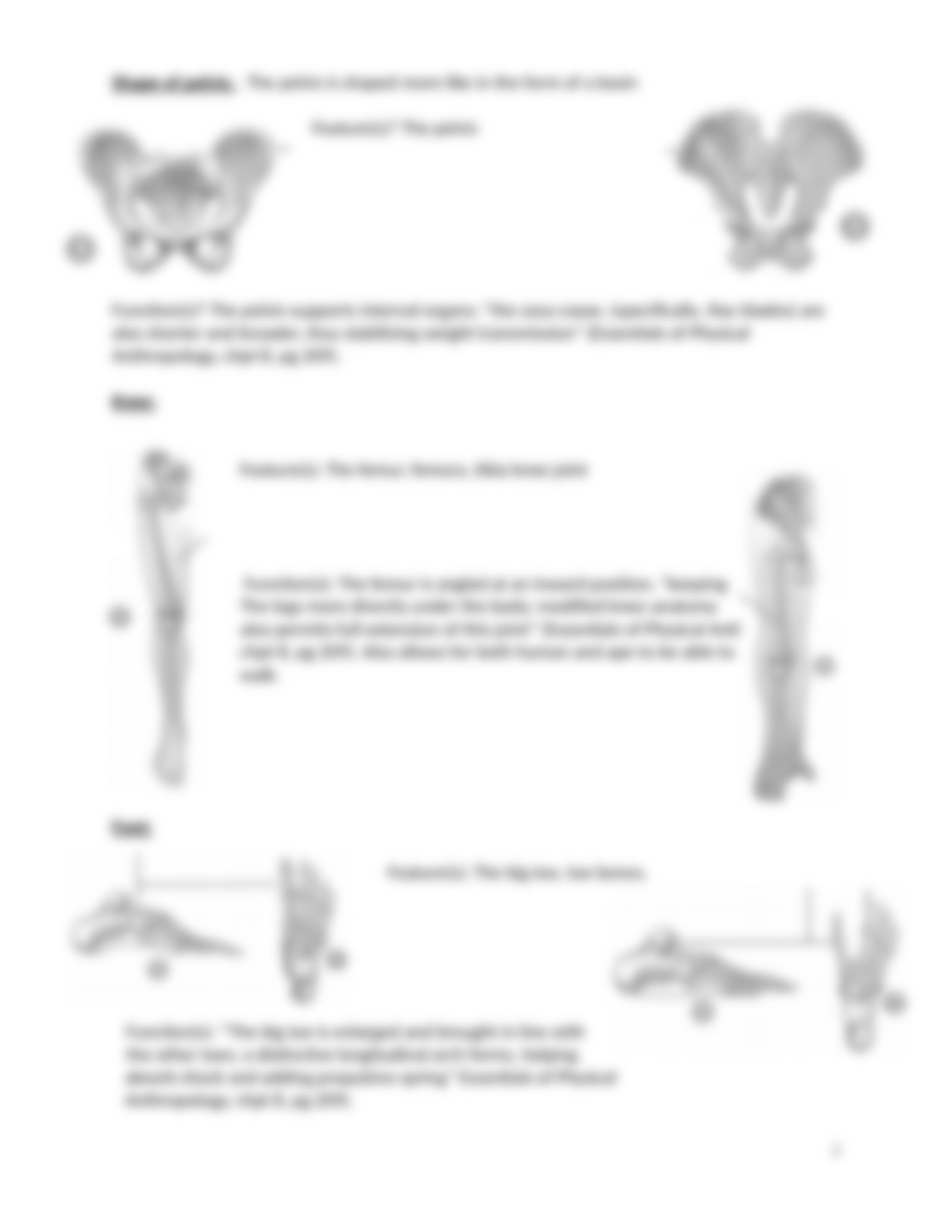 Bipedalism+Worksheet.docx_dgevur6fv6s_page2