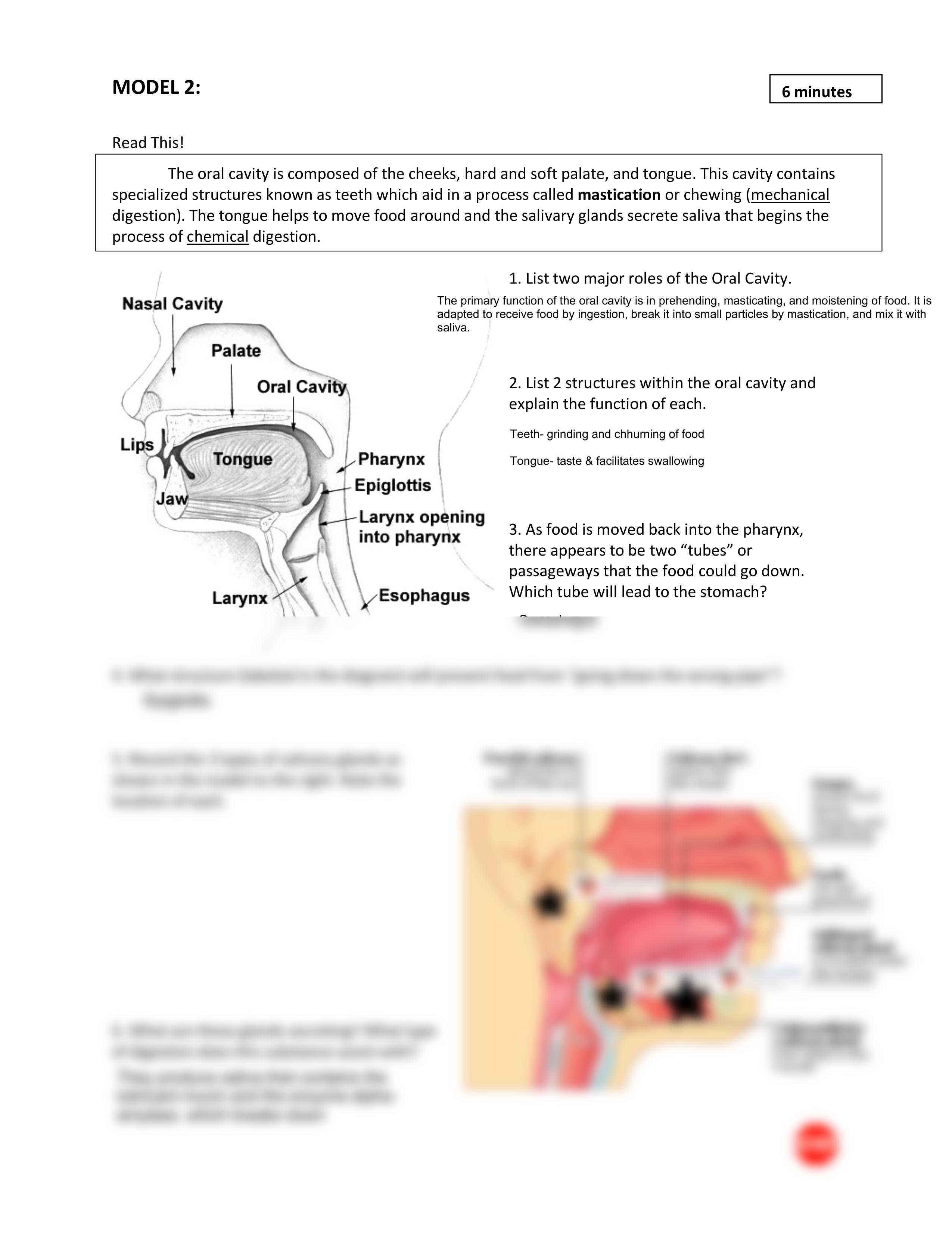 DigestiveSystem_POGIL (2).pdf_dgn5nc7ilvu_page2