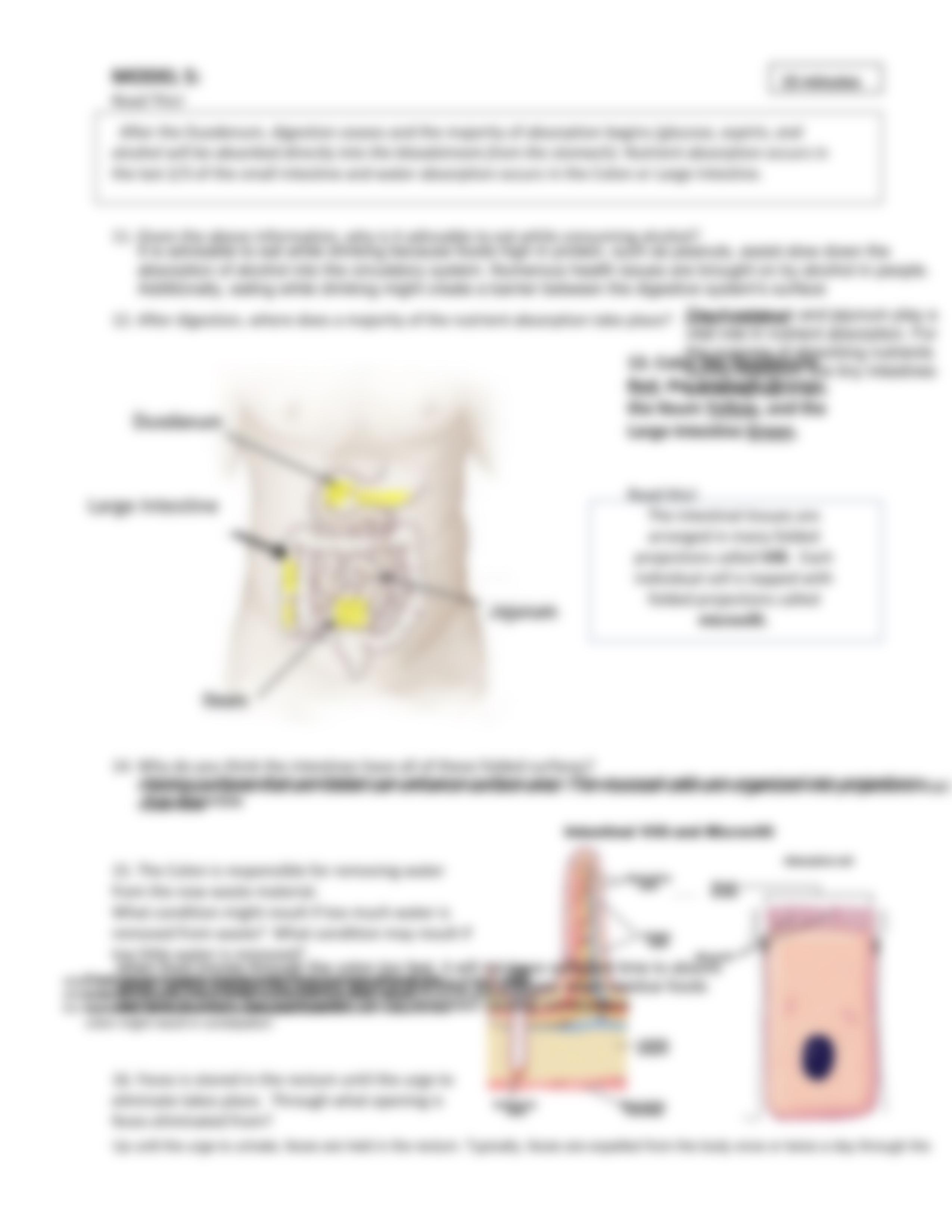 DigestiveSystem_POGIL (2).pdf_dgn5nc7ilvu_page5