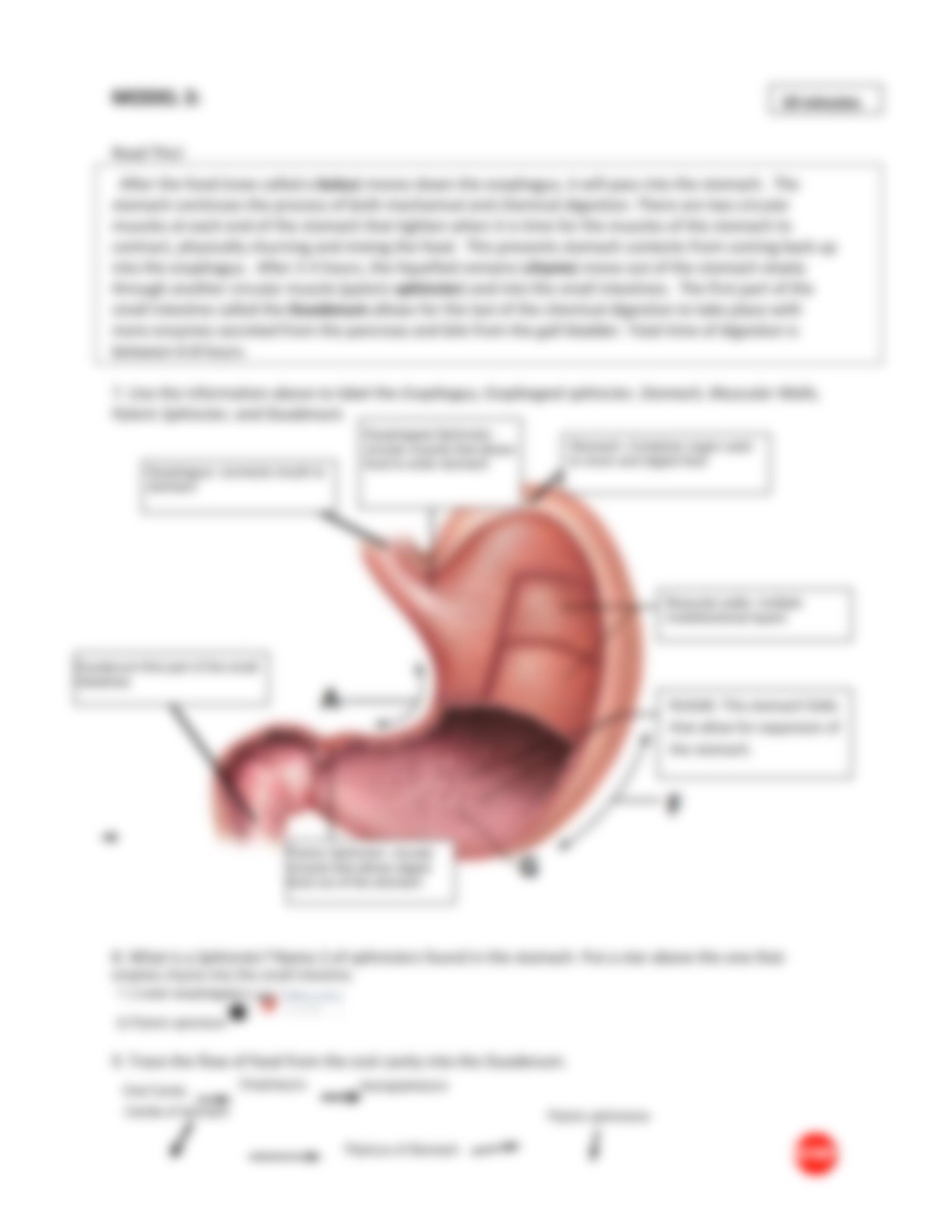 DigestiveSystem_POGIL (2).pdf_dgn5nc7ilvu_page3