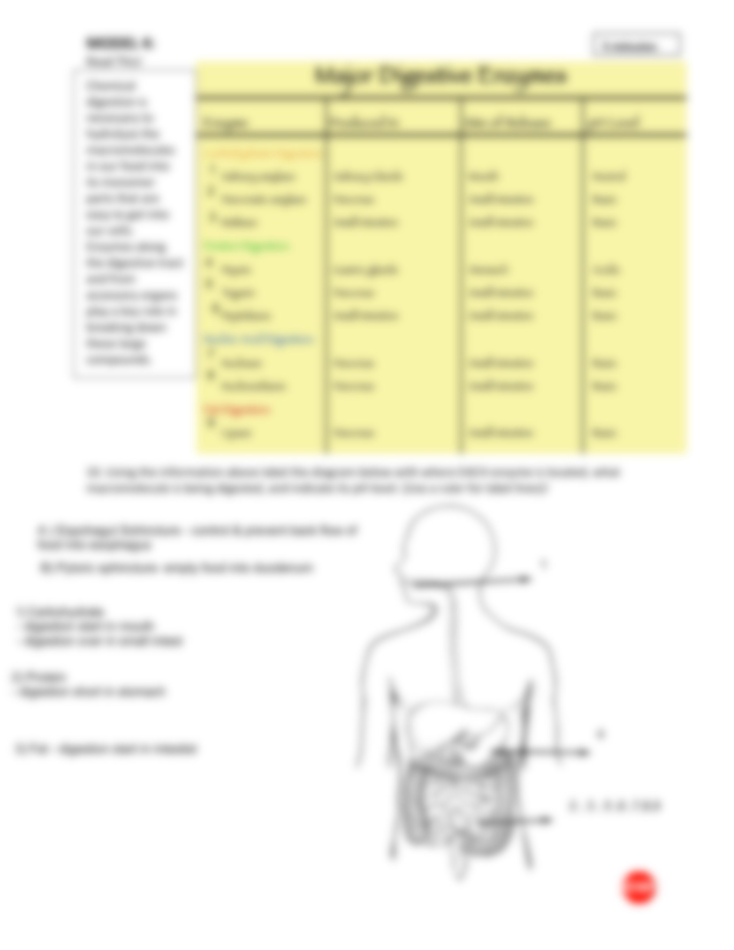 DigestiveSystem_POGIL (2).pdf_dgn5nc7ilvu_page4