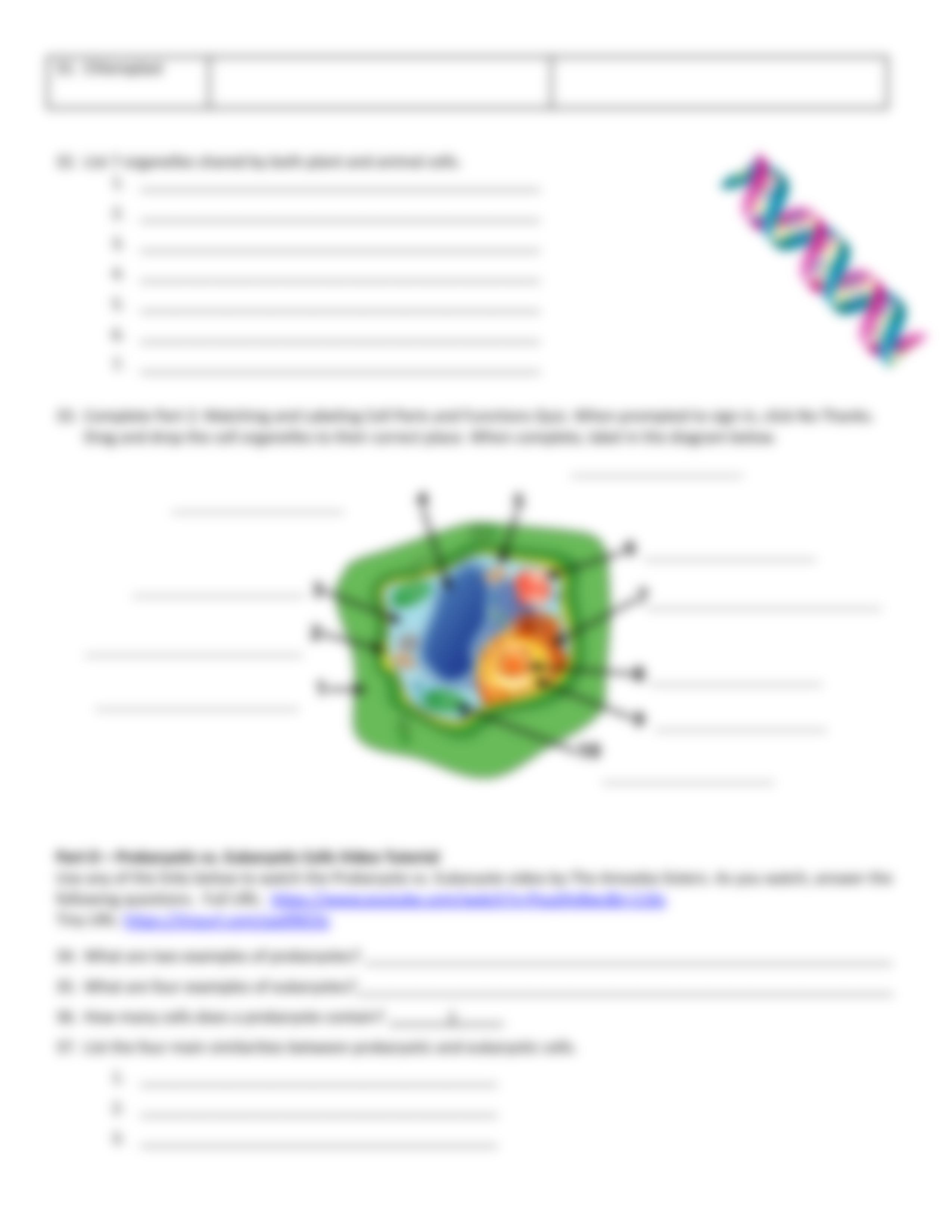 Hester Prokaryotic and Eukaryotic Cells Webquest - Science Is Real.pdf_dgwpfxgwbrc_page3