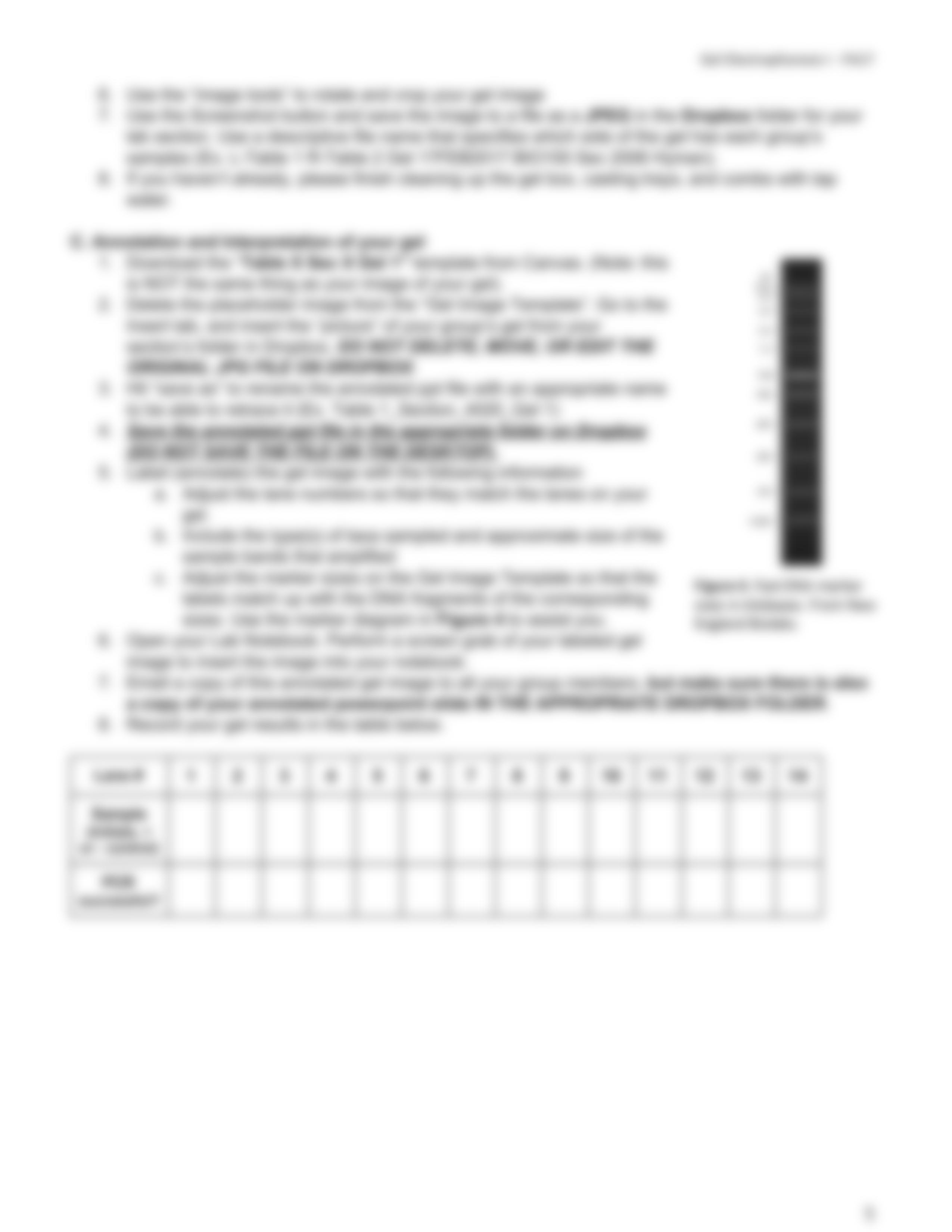 PRINT & READ ME- Lab 7 Gel Electrophoresis FA17 BIO150.pdf_dhdhc3f010k_page5