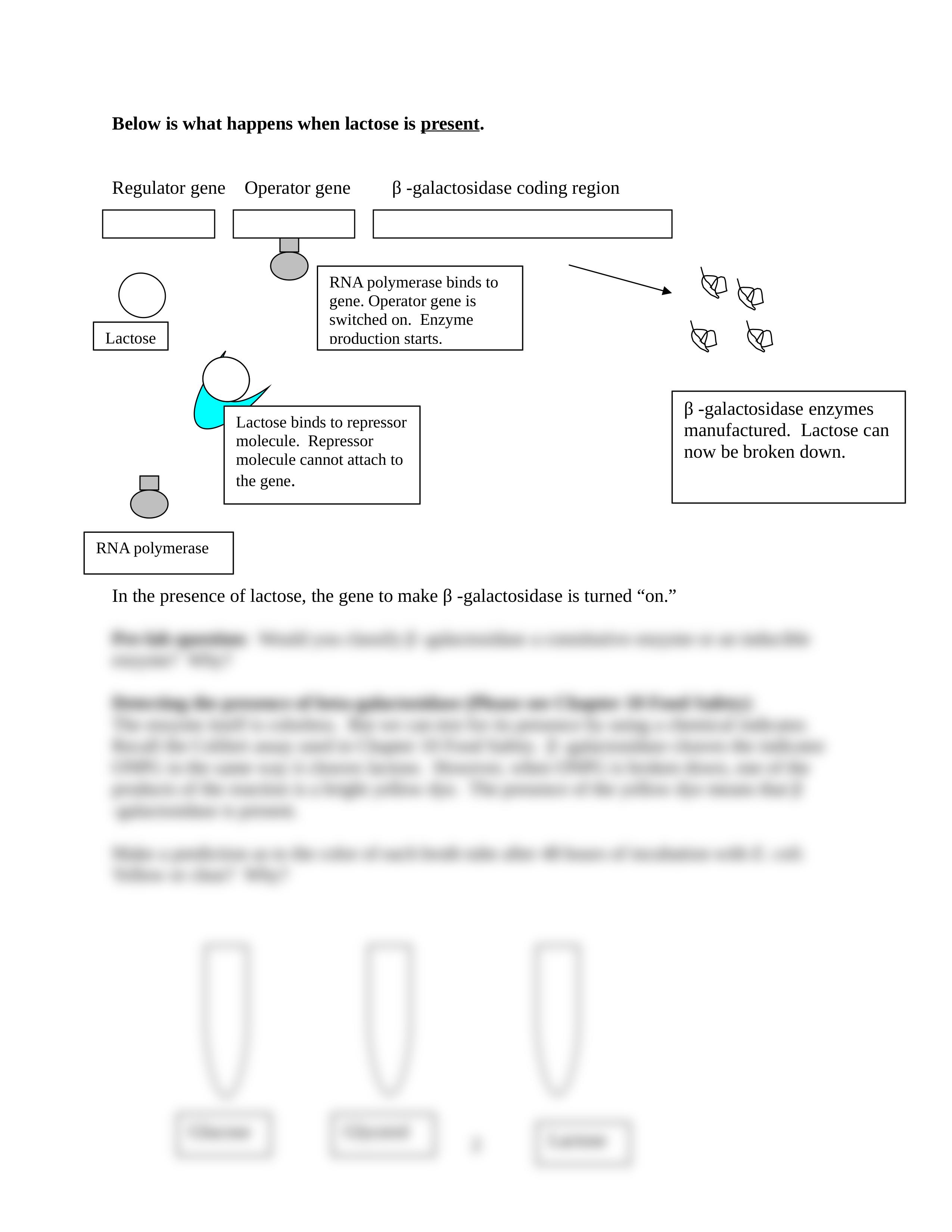 Chapter 17 Induction and Catabolite Repression.doc_dhkcebij7jx_page2