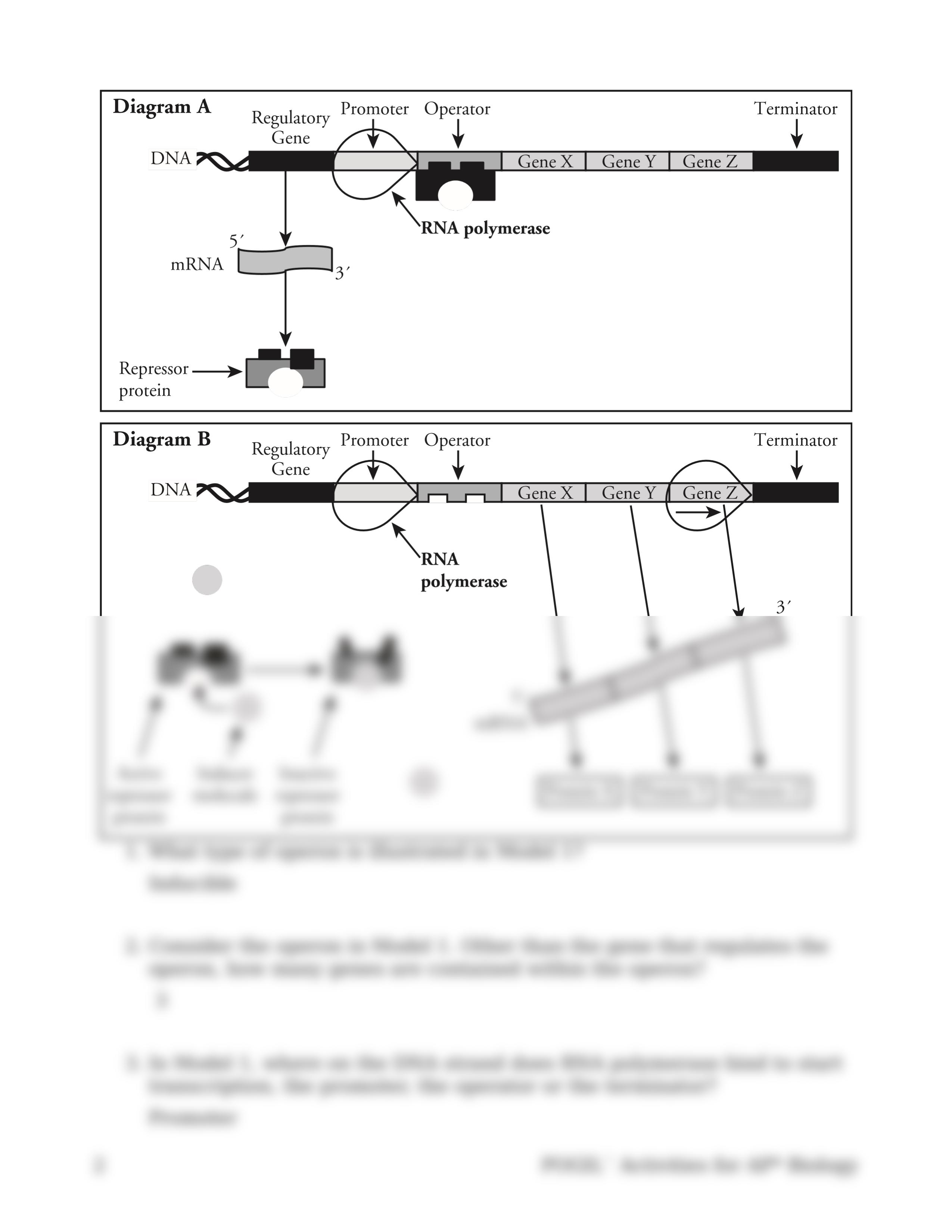 17 Control of Gene Expression in Prokaryotes-S.pdf.docx_diee8rzzfnj_page2