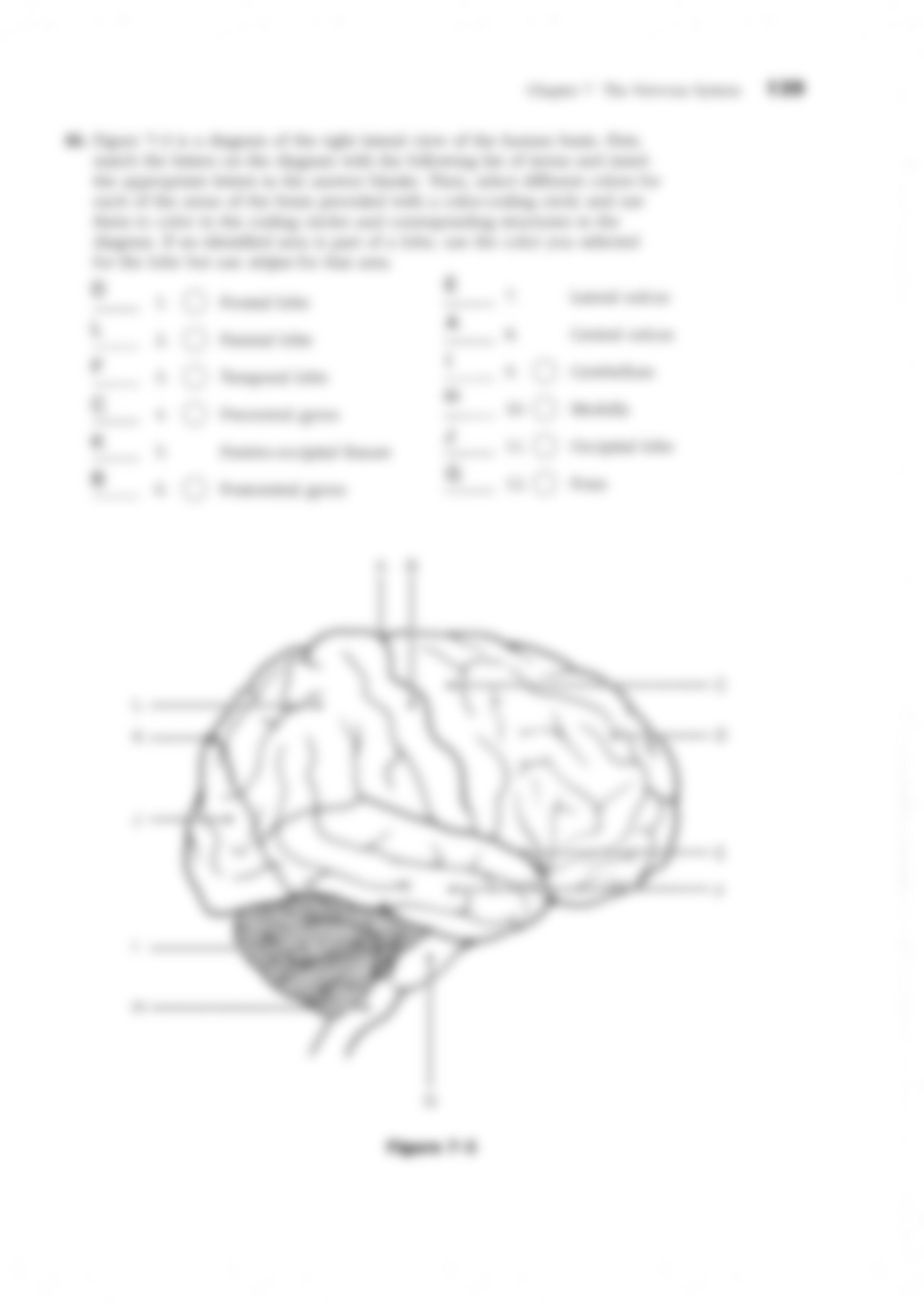 4-4_ The Brain.pdf_dip5mpmet3a_page2