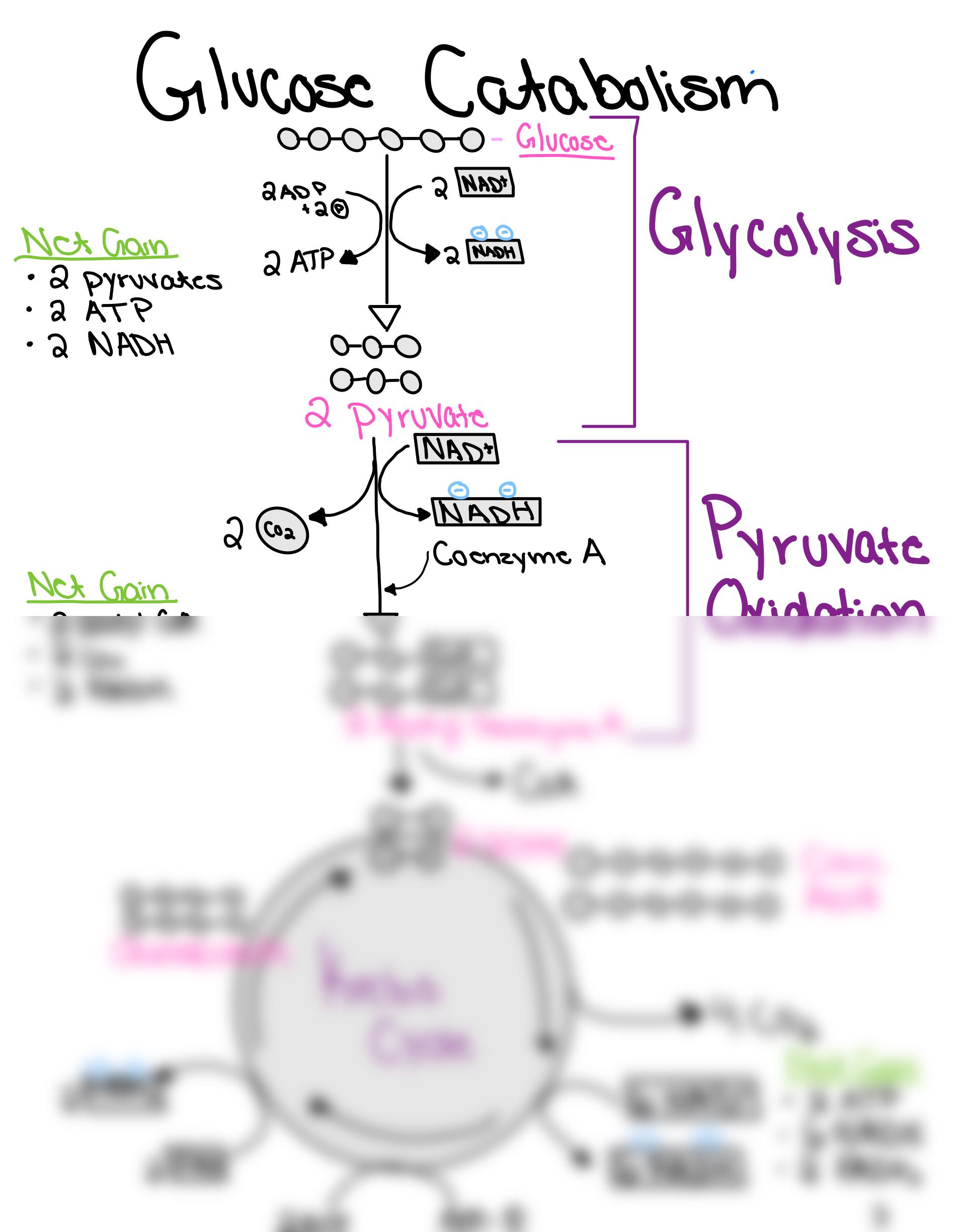 Glucose catabolism_djuhyxus11t_page1