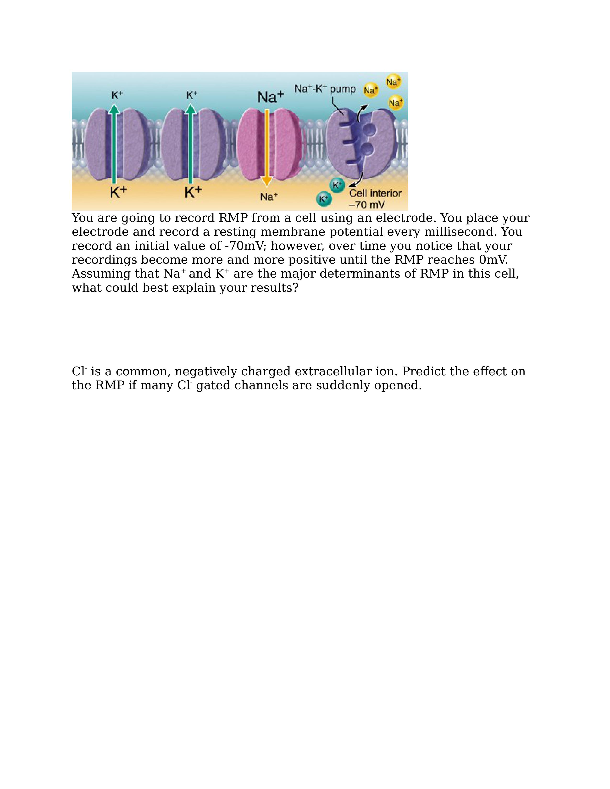 RMP, AP, and Chemical Synapse_djvqa2ju849_page2