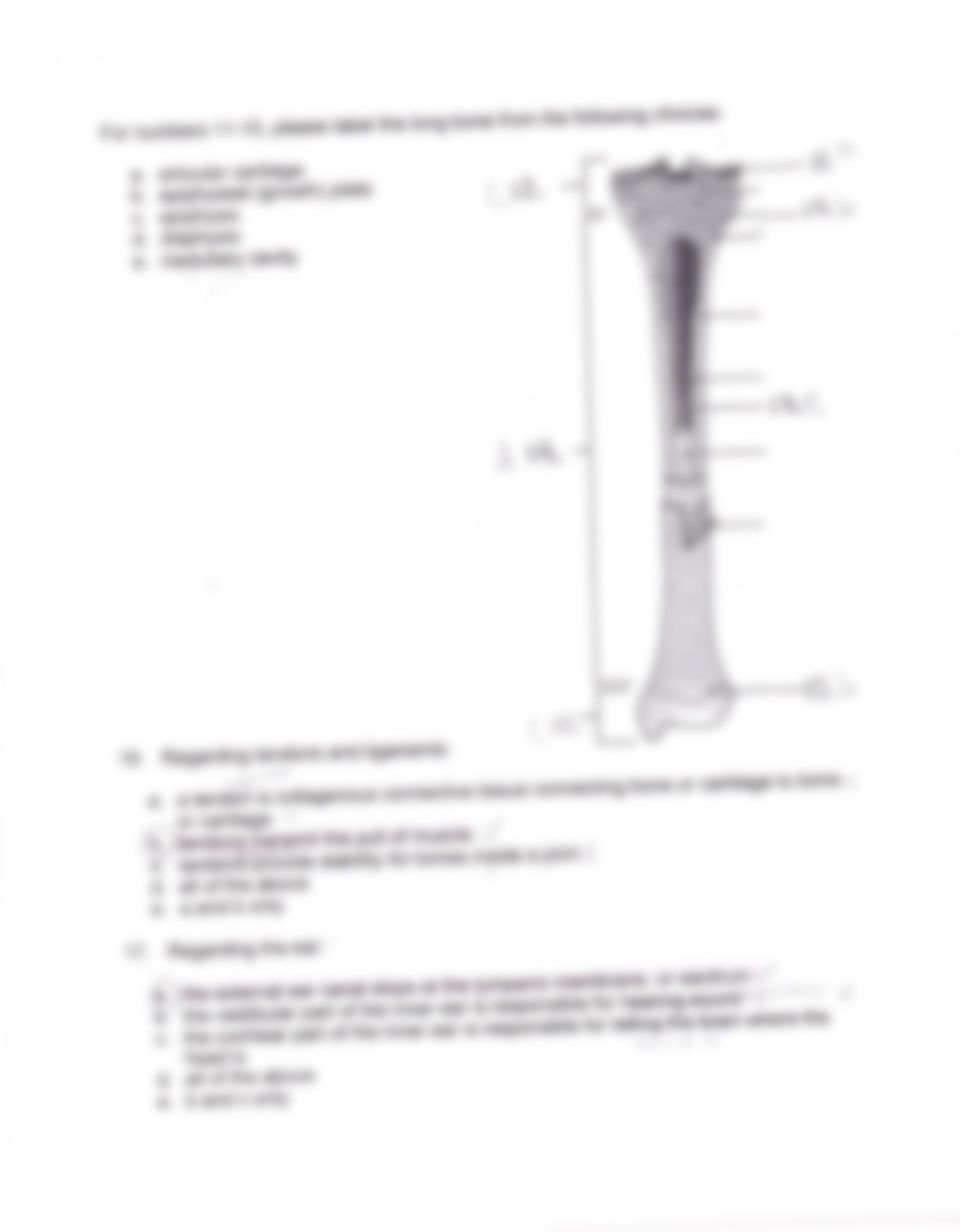 Anatomy and physiology 2012 exam 2_dk1hvc457jw_page3