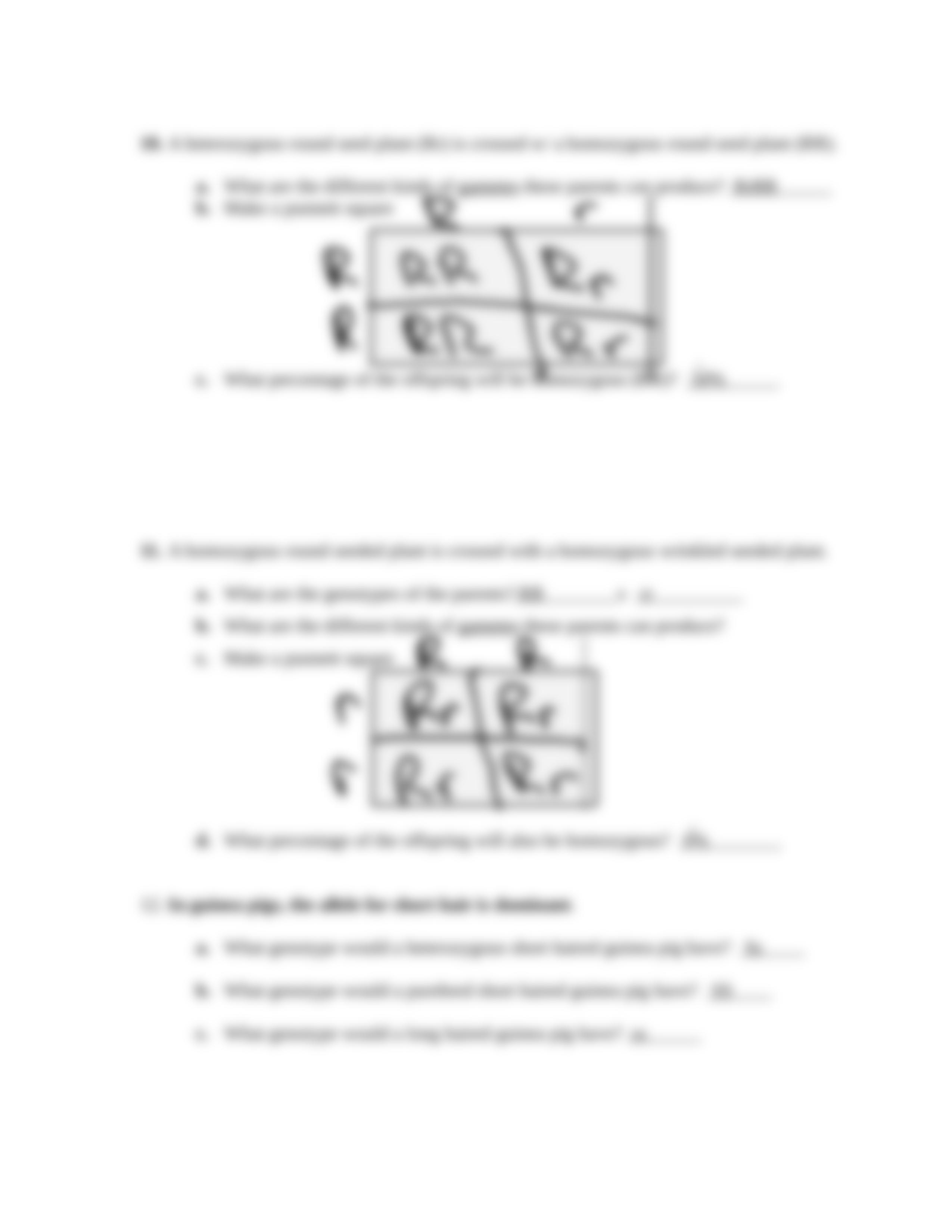 Bio punnett-squares-worksheet.docx_dk47tszij1j_page4